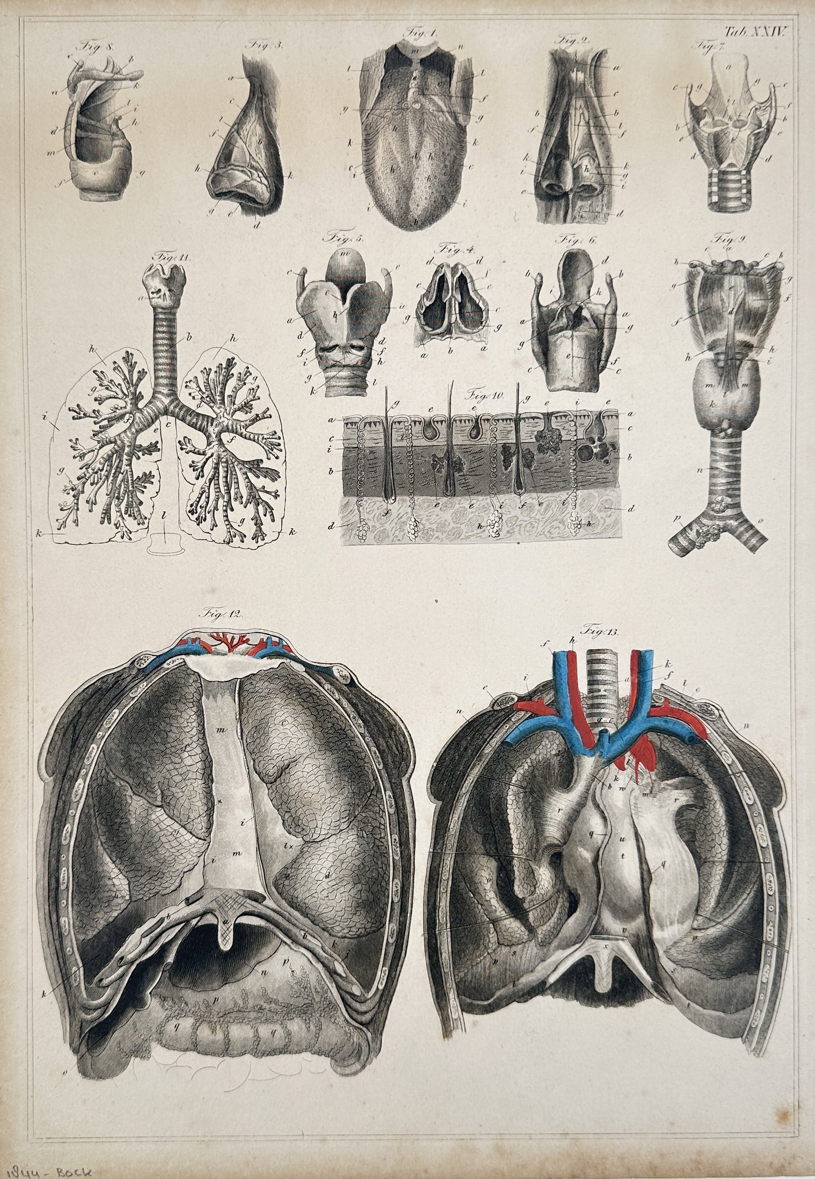 Karl Ernst Bock – Comparative Anatomy of the Respiratory Tract and Thoracic Cavity: This large lithograph is a comprehensive anatomical plate illustrating the entire respiratory system and the contents of the thoracic cavity. The upper section features numerous figures detailing the 