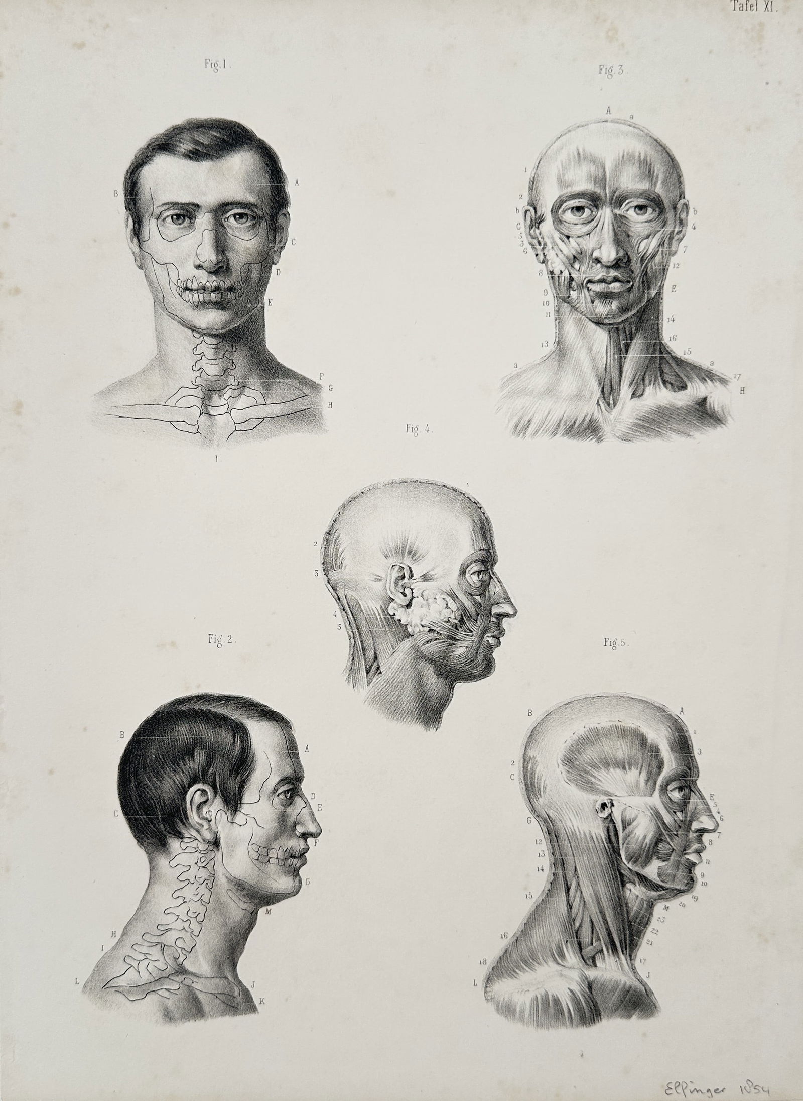 Karl Ernst Bock – Comparative Anatomy of the Head and Neck: Skeletal and Muscular Views (1 of 2)