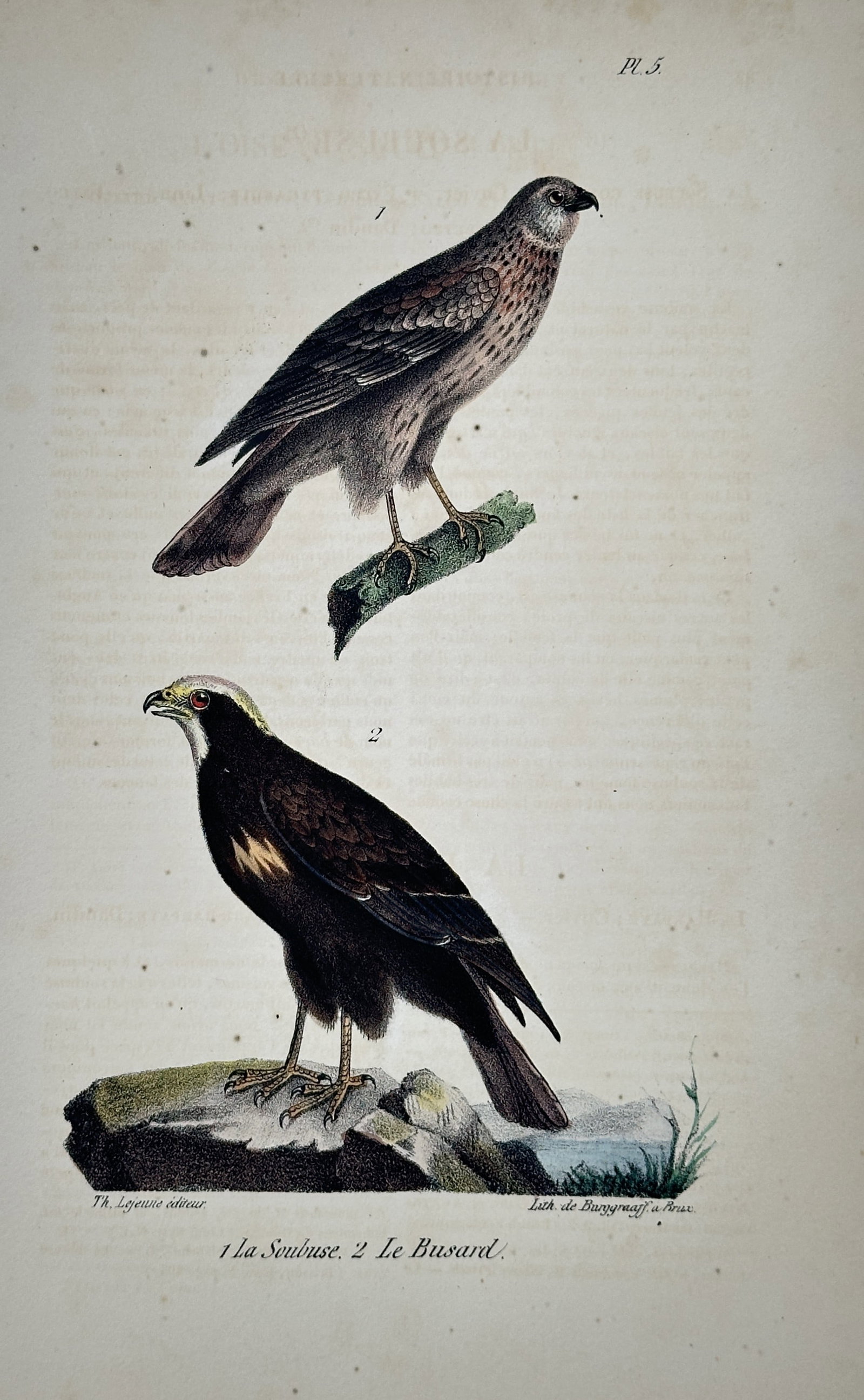 Georges-Louis Leclerc, Comte de Buffon – Illustration of the Scabbée and the Buzzard (1 of 2)