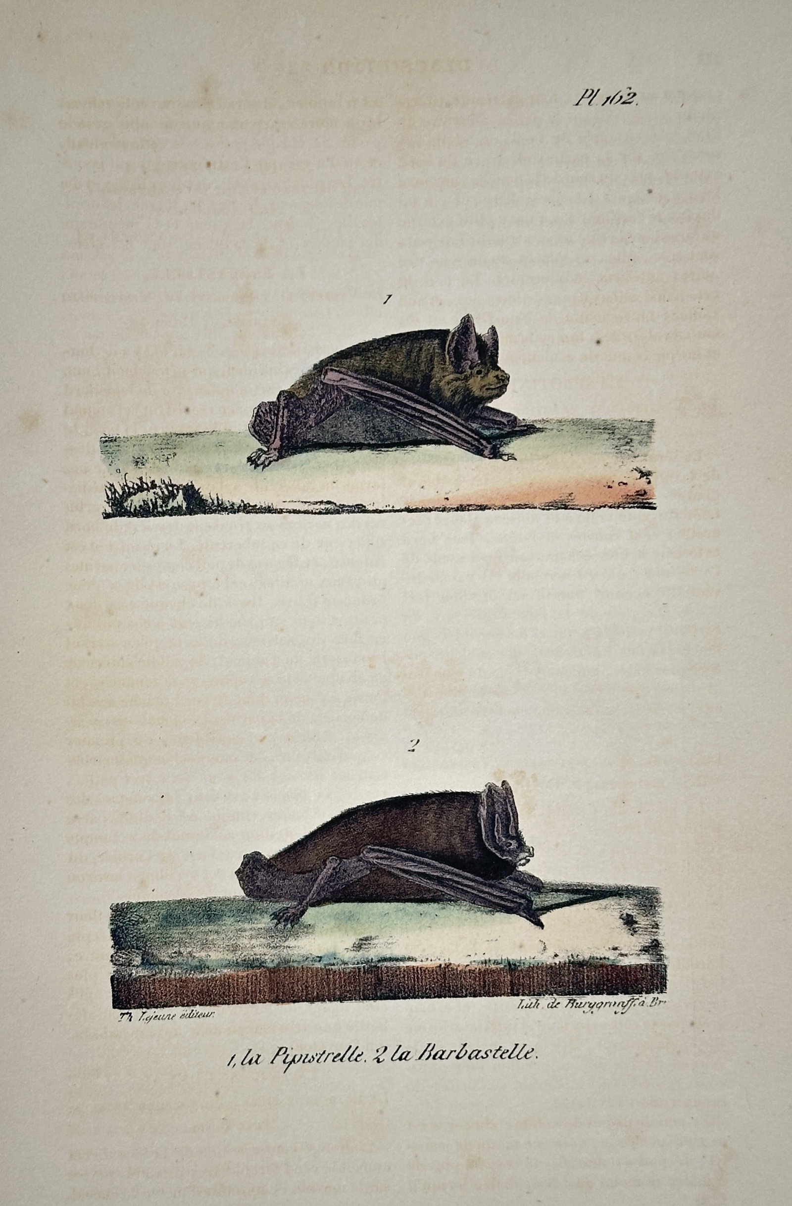 Georges-Louis Leclerc, Comte de Buffon – Zoological Illustration of the Pipistrelle (1 of 2)