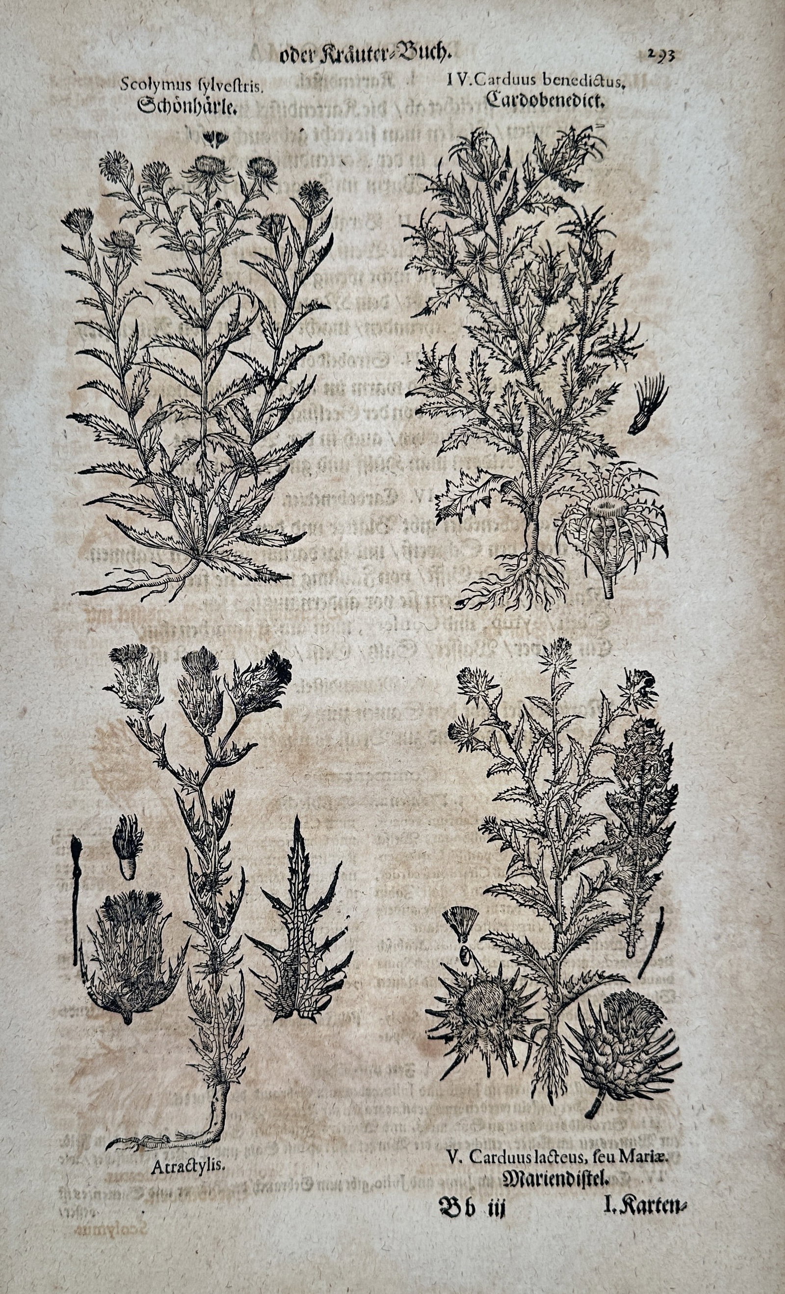 Pietro Andrea Mattioli – Botanical Illustration of Medicinal Thistles (Blessed Thistle and Milk (1 of 2)