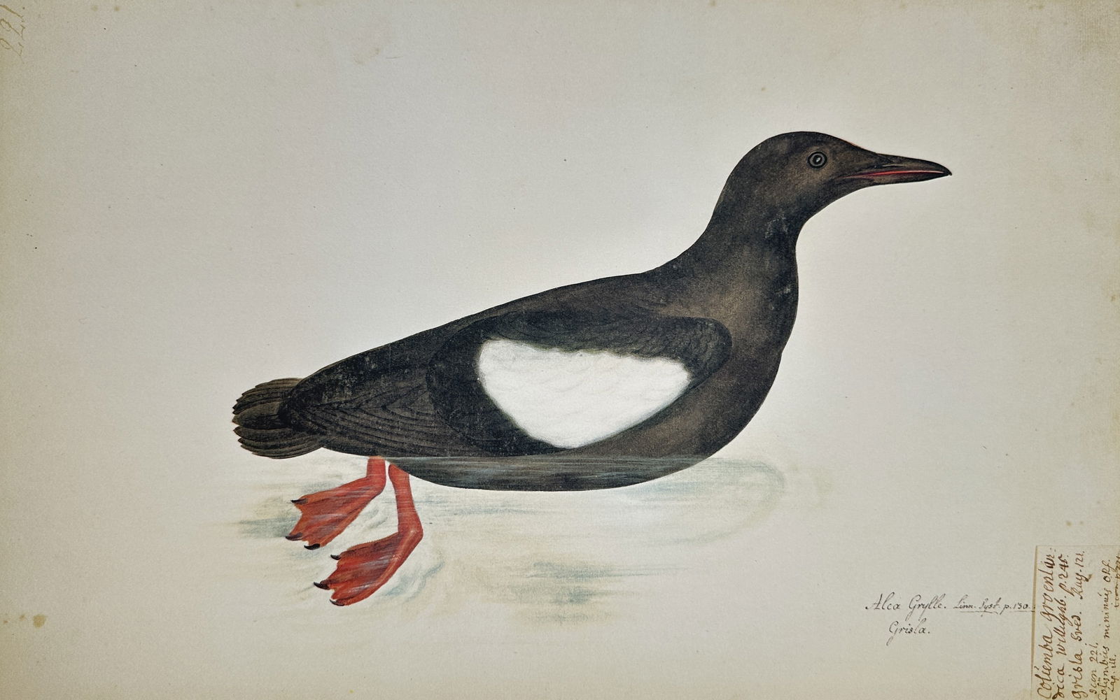 Olof Rudbeck the Younger – Illustration of the Black Guillemot (Alca Grylle) – Facsimile print (1 of 2)