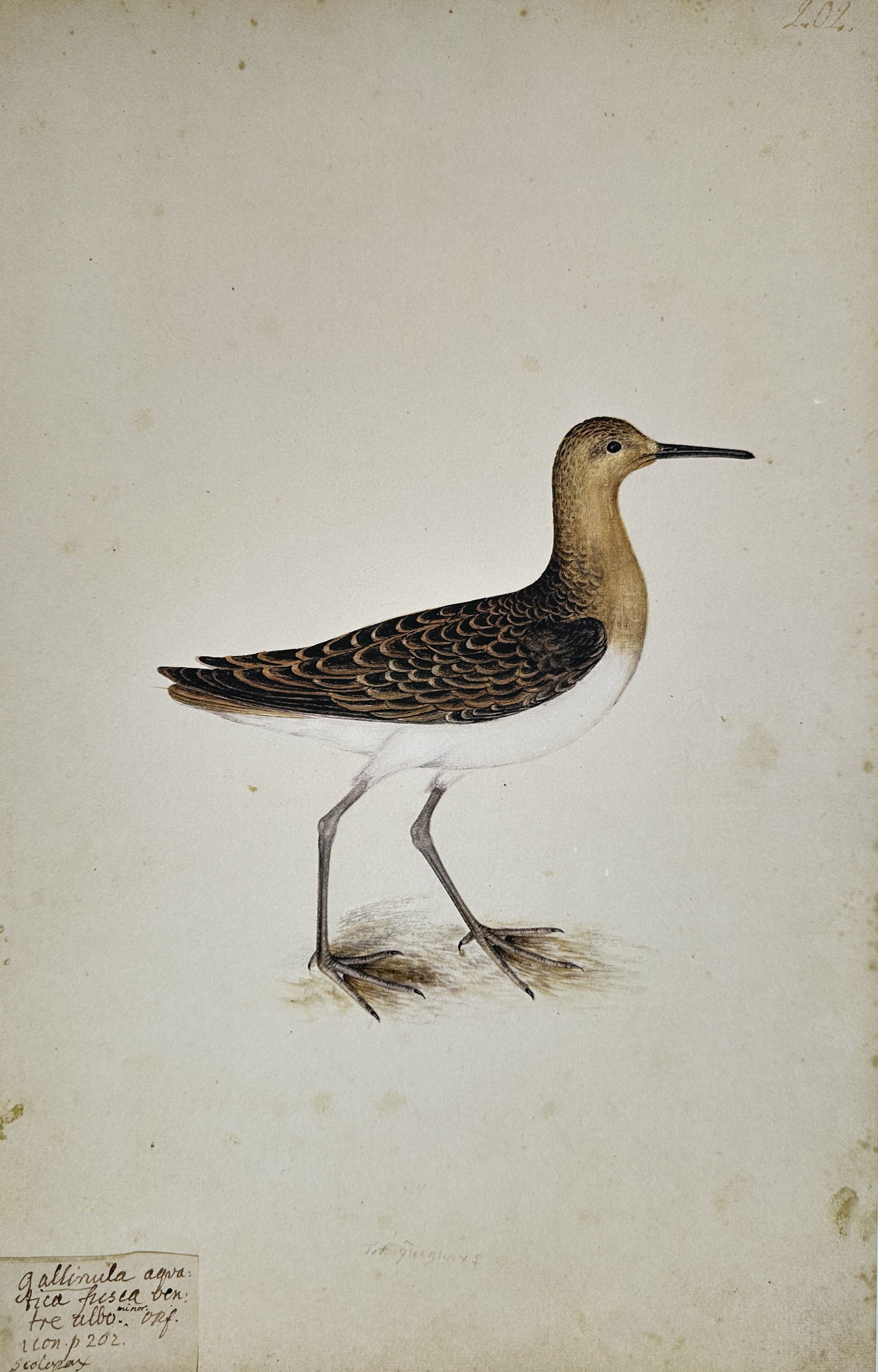 Olof Rudbeck the Younger – Illustration of a Wading Bird – Facsimile print (1 of 2)