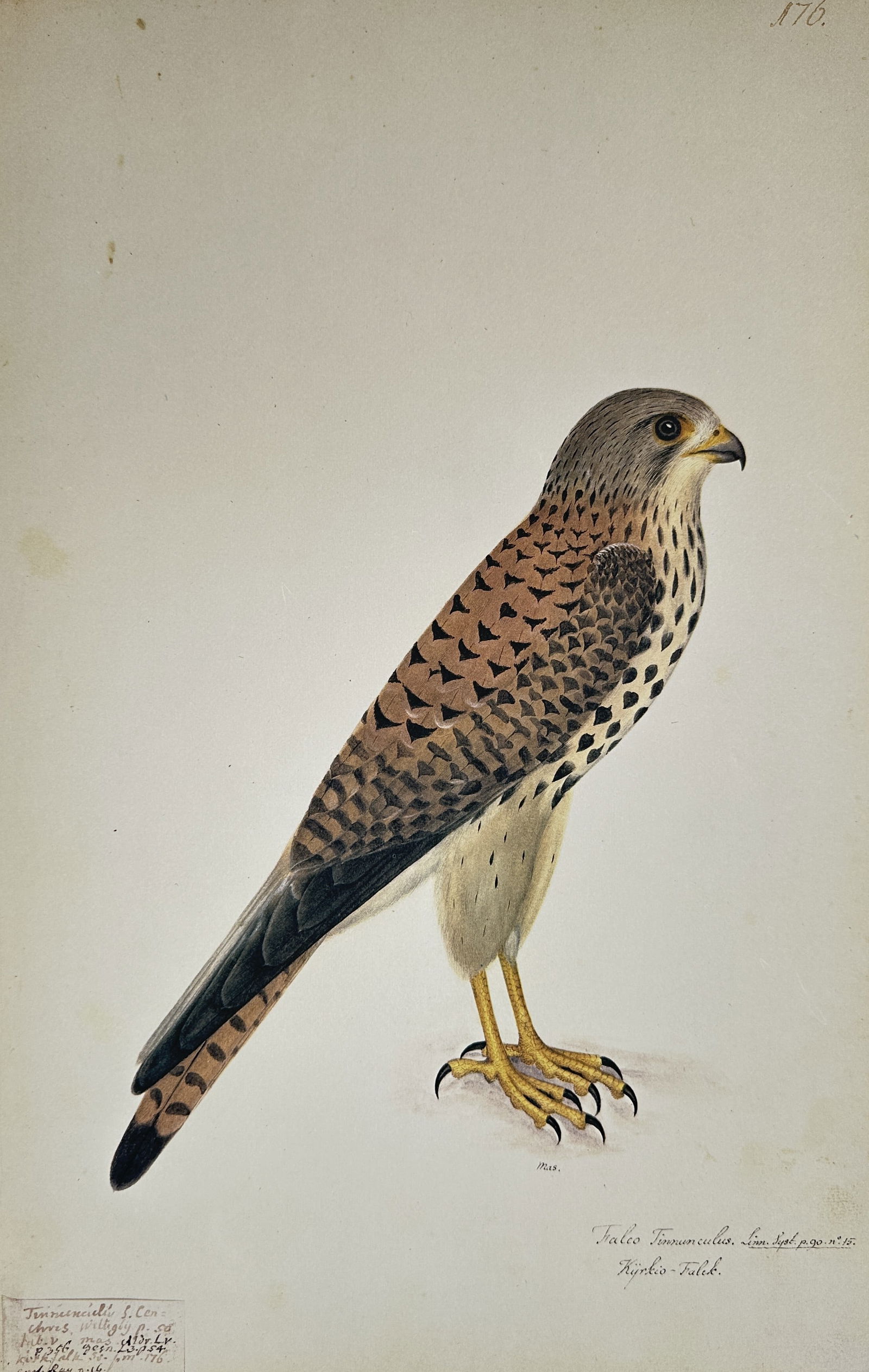 Olof Rudbeck the Younger – Illustration of the Common Kestrel – Facsimile print (1 of 2)