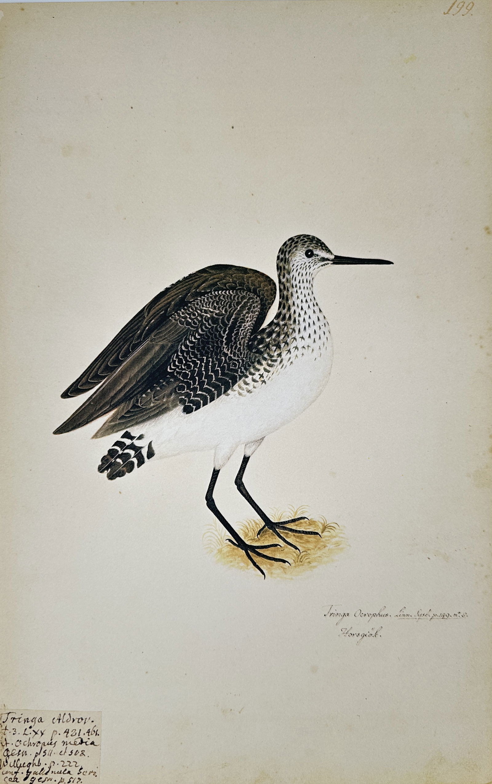 Olof Rudbeck the Younger – Illustration of the Greenshank – Facsimile print printed on quality (1 of 2)