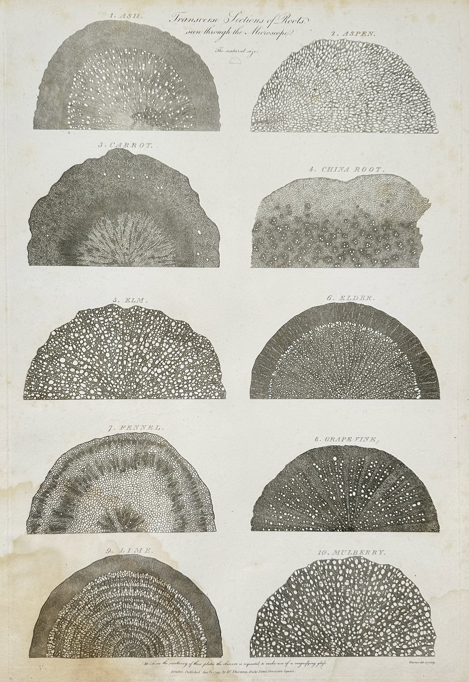 Robert Thornton – Microscopic Transverse Sections of Roots – Engraving (1807): This engraving illustrates ten different transverse sections of plant roots and wood, as viewed through a microscope, showing the intricate cellular and vascular structures of Ash, Aspen, Carrot, and 