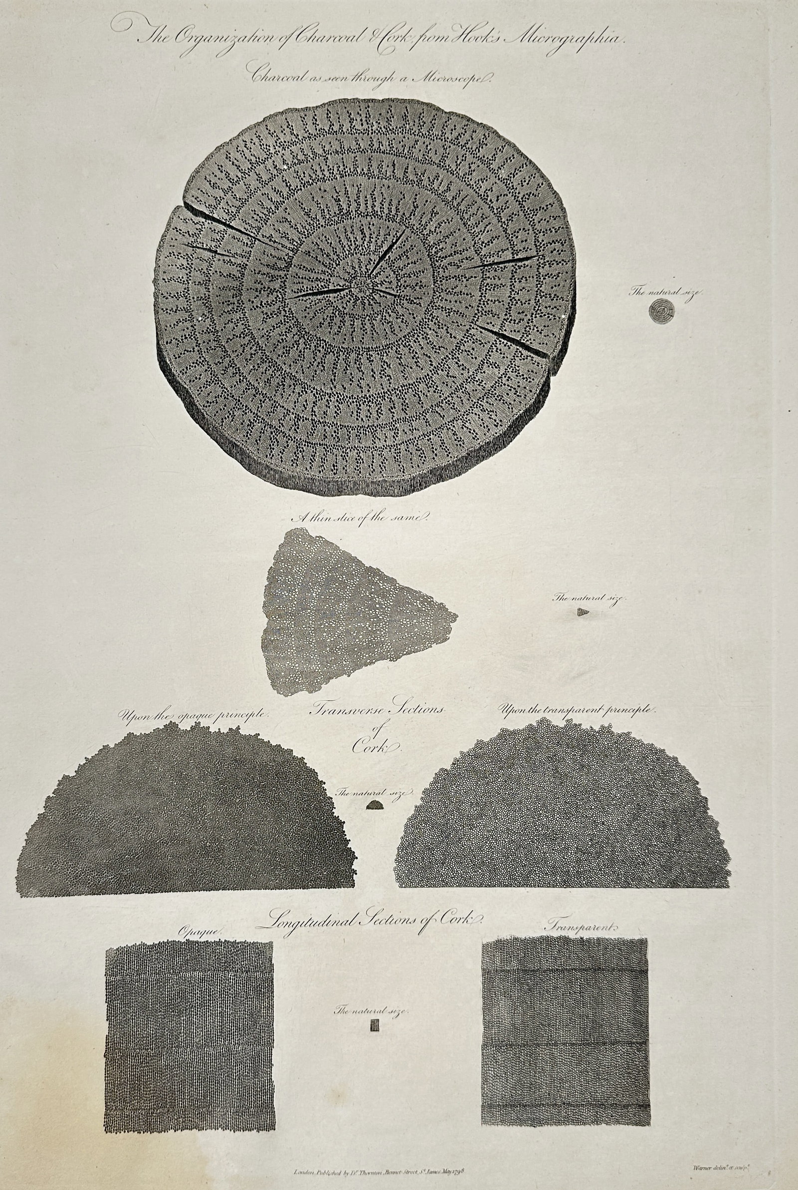 Robert Thornton – Microscopic Organization of Charcoal and Cork – Engraving (1807) (1 of 2)