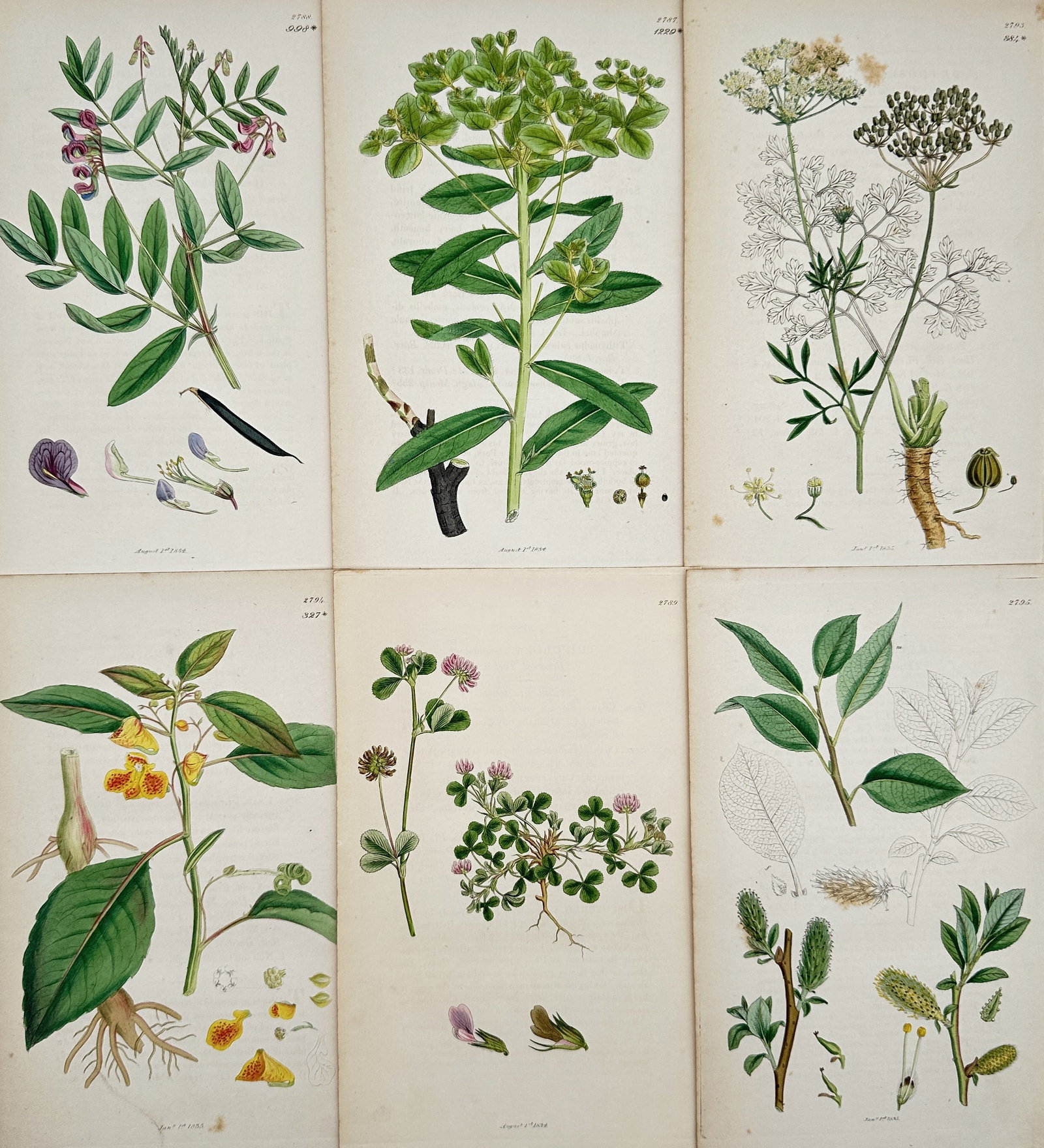 James Sowerby – Set of 6: Botanical Illustrations of Legumes, Spurge, and British Flora – (1 of 2)