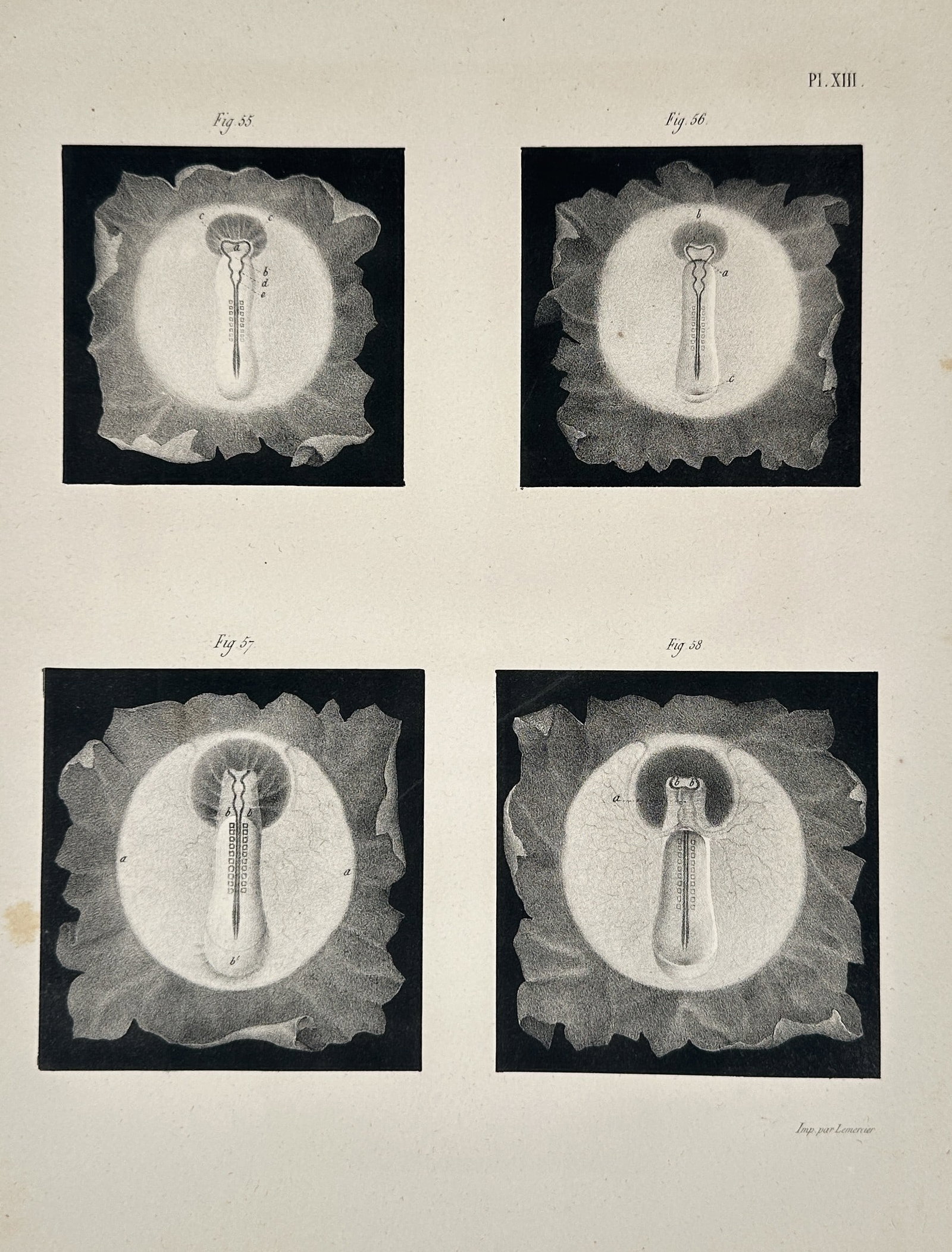 Othenio Abel (1875–1946) – Scientific Illustrations of Floral Reproductive Organs – Engraving: This scientific illustration plate displays four detailed micro-diagrams of the reproductive structures of a flower, likely illustrating the process of pollination or fertilization. The figures show t