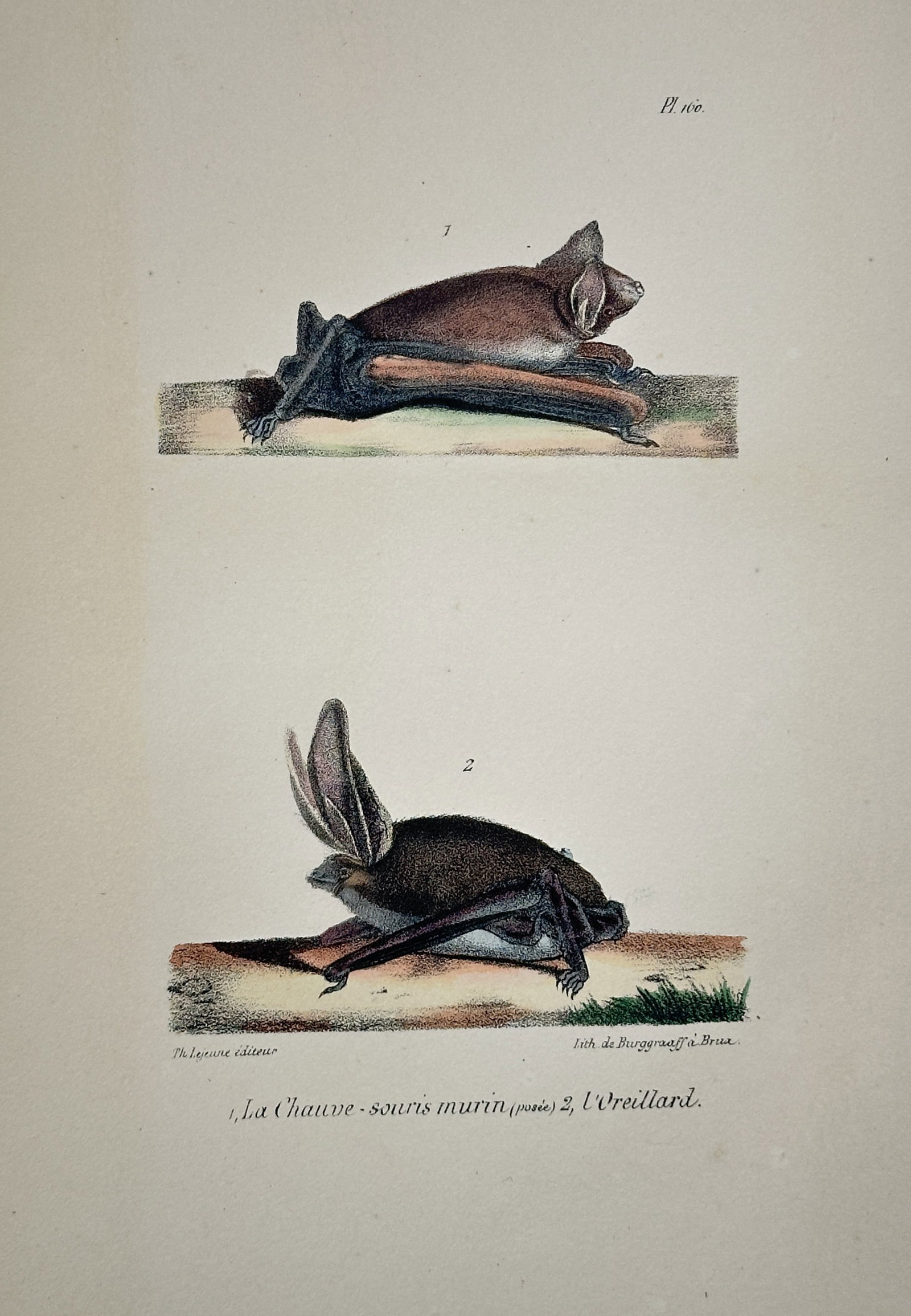 Georges-Louis Leclerc, Comte de Buffon – The Greater Mouse-eared Bat and The Long-eared Bat (1 of 2)