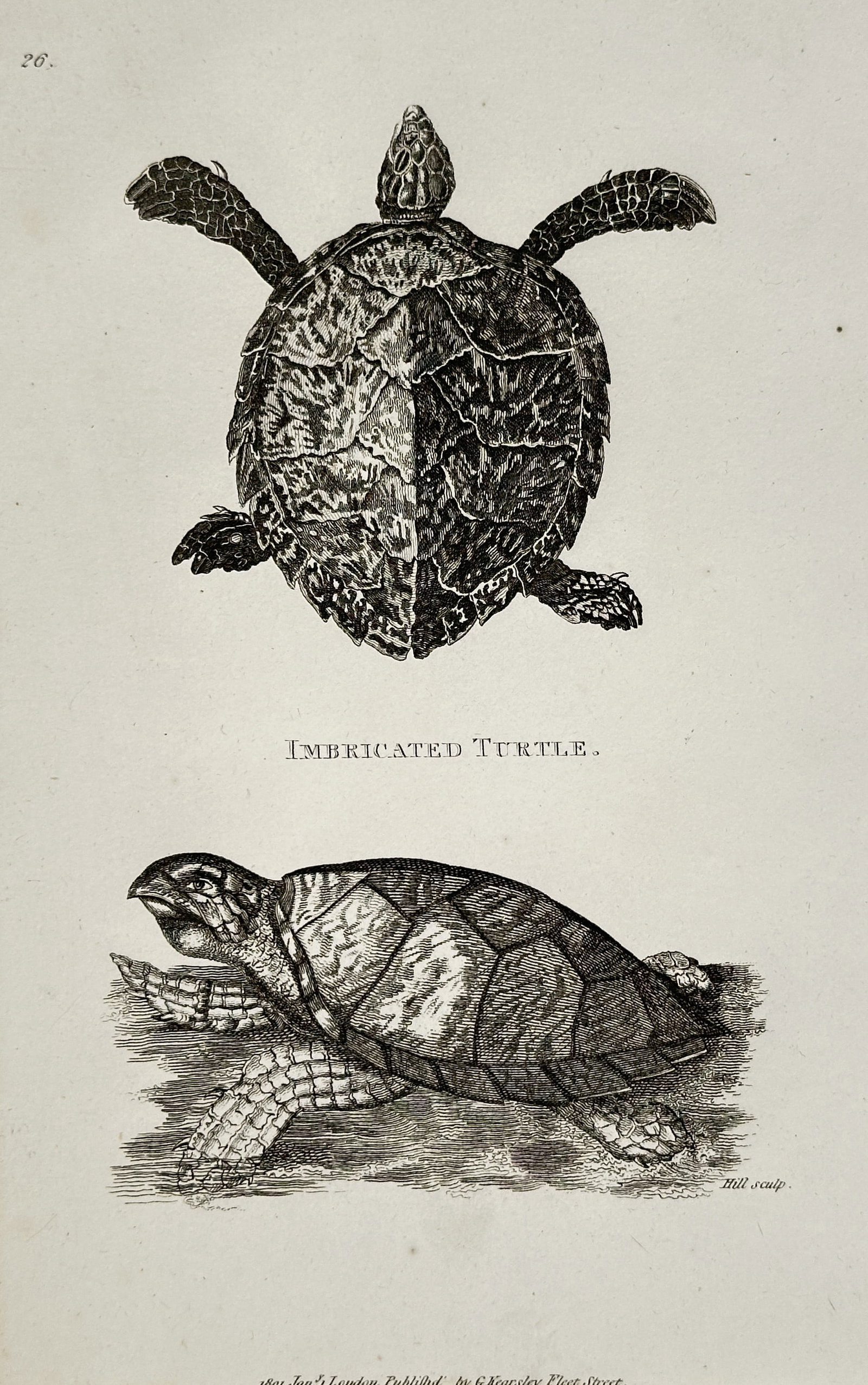 George Shaw (1751–1813) – Imbricated Turtle (Hawksbill Turtle) – Engraving (c. 1800–1810): This engraving, created by Hill, illustrates the Imbricated Turtle (Hawksbill Turtle), showing the creature from a dorsal perspective, highlighting the distinctive overlapping scales, and a side profi
