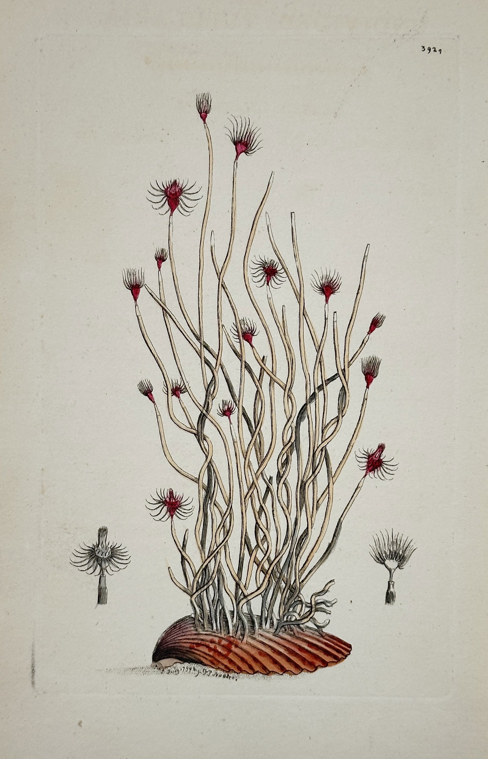 Frederick Polydore Nodder (1751–1801) – Tubularia Indivisa – Hand-colored engraving (c. 1790) (1 of 2)