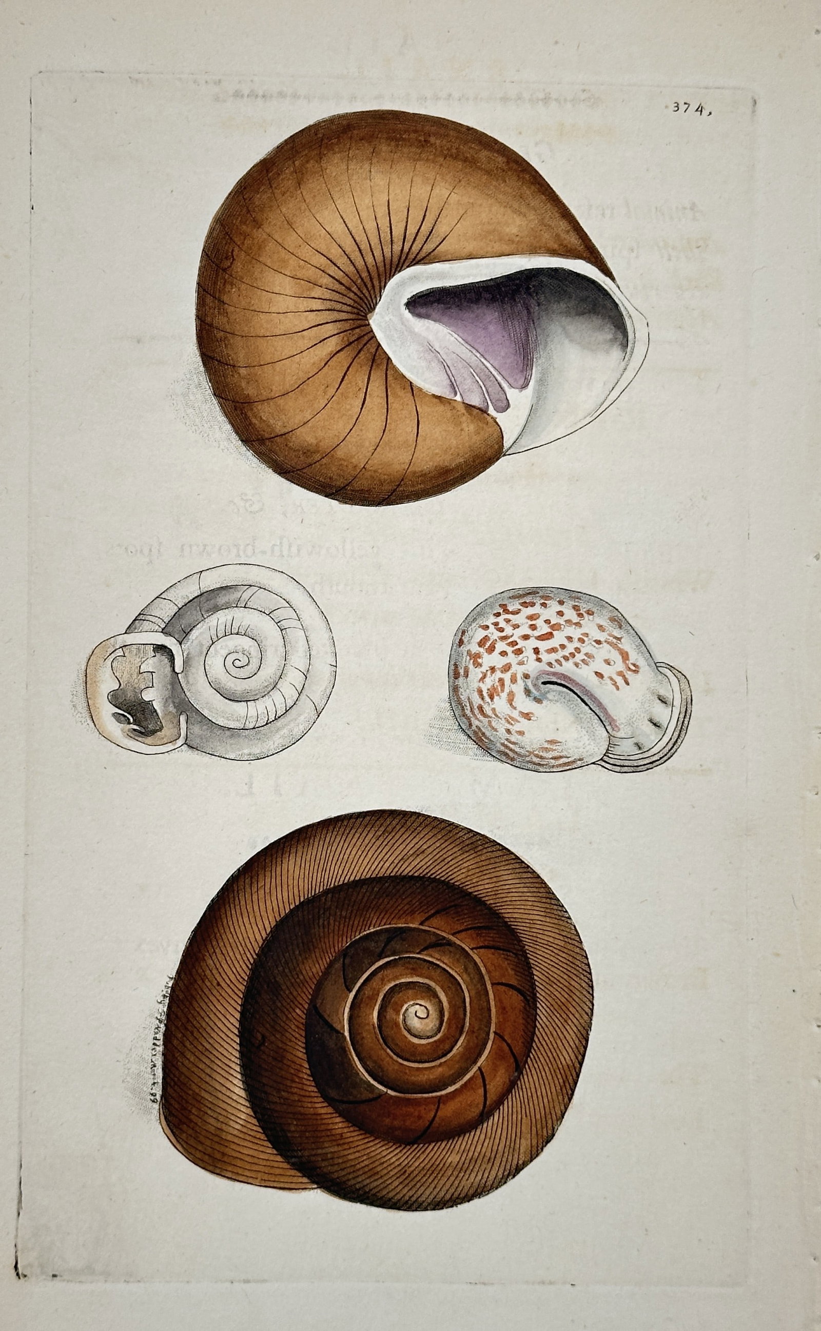 Frederick Polydore Nodder (1751–1801) – Grove Snail and Other Shells – Hand-colored engraving (1 of 2)