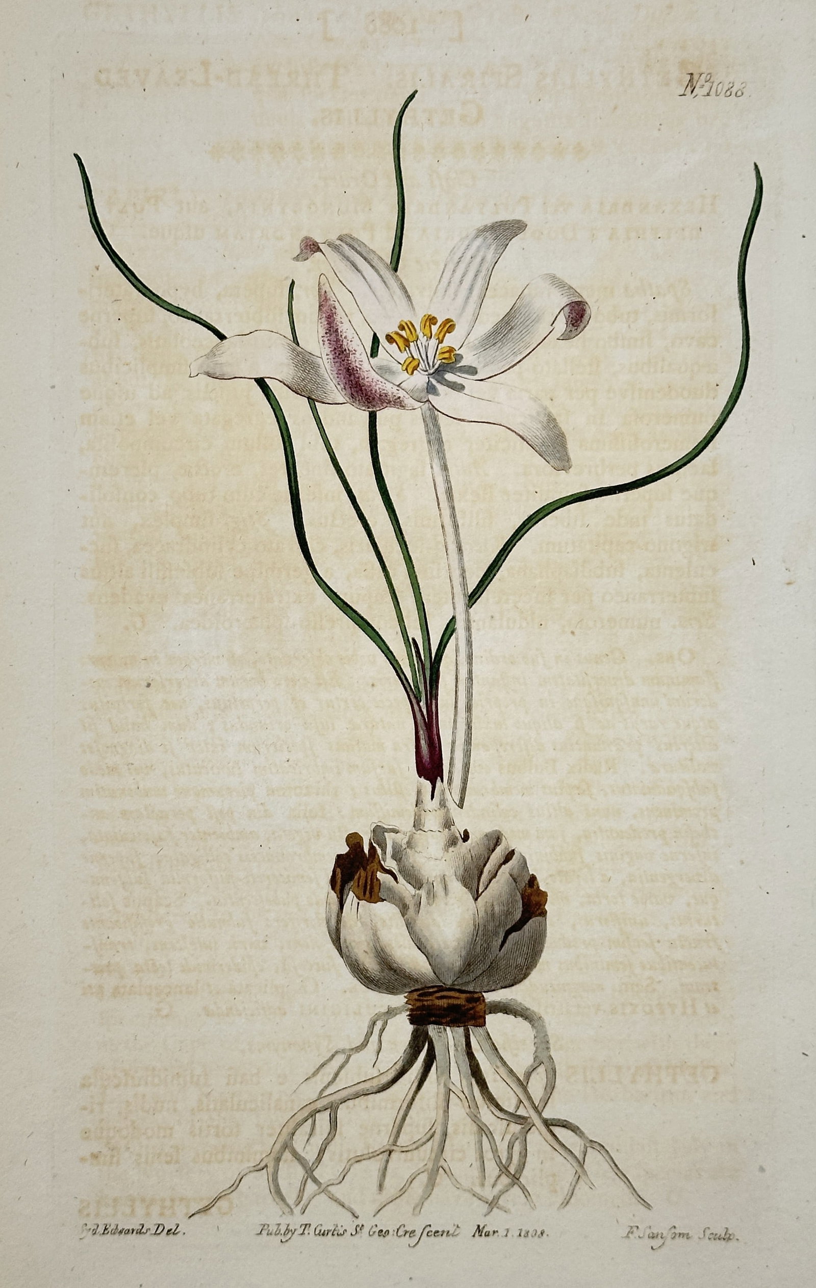 William Curtis – Small Fritillary – Hand-colored engraving (1803) (1 of 2)