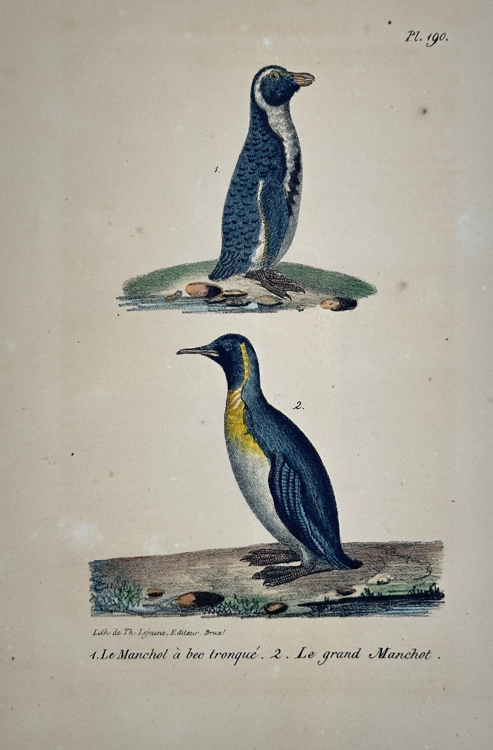 Georges-Louis Leclerc, Comte de Buffon (1707–1788) – Short-billed Penguin and the Great Penguin (1 of 2)