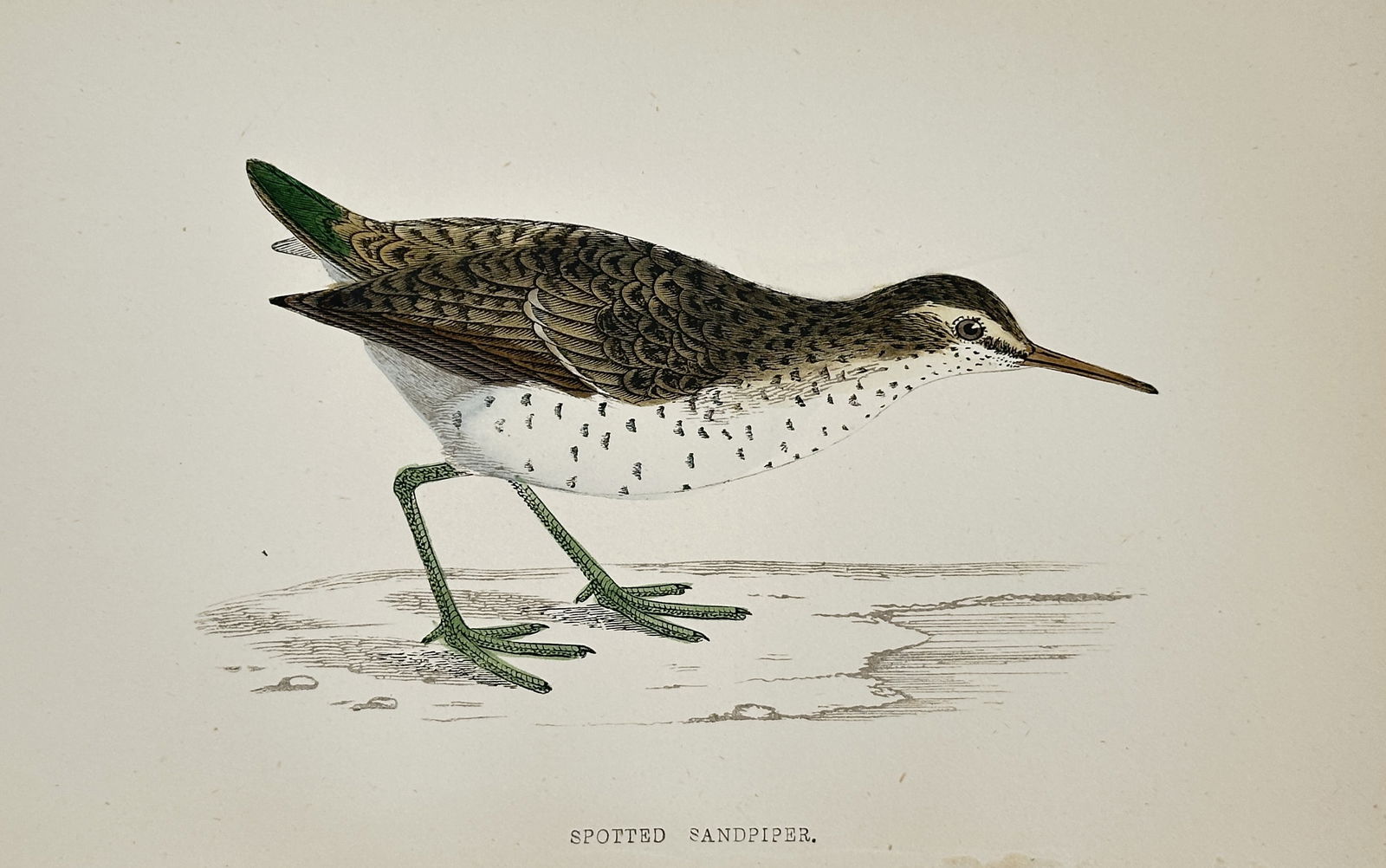 Francis Orpen Morris (1810–1893) – Spotted Sandpiper – Wood engraving (c. 1860) (1 of 2)