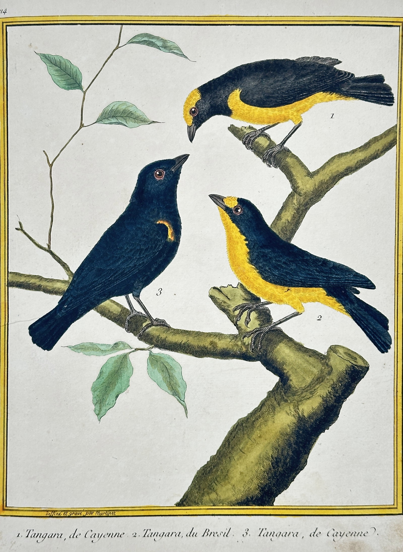 François Nicolas Martinet – Tanagers of Cayenne and Brazil – Hand-colored engraving (c. 1775) (1 of 2)