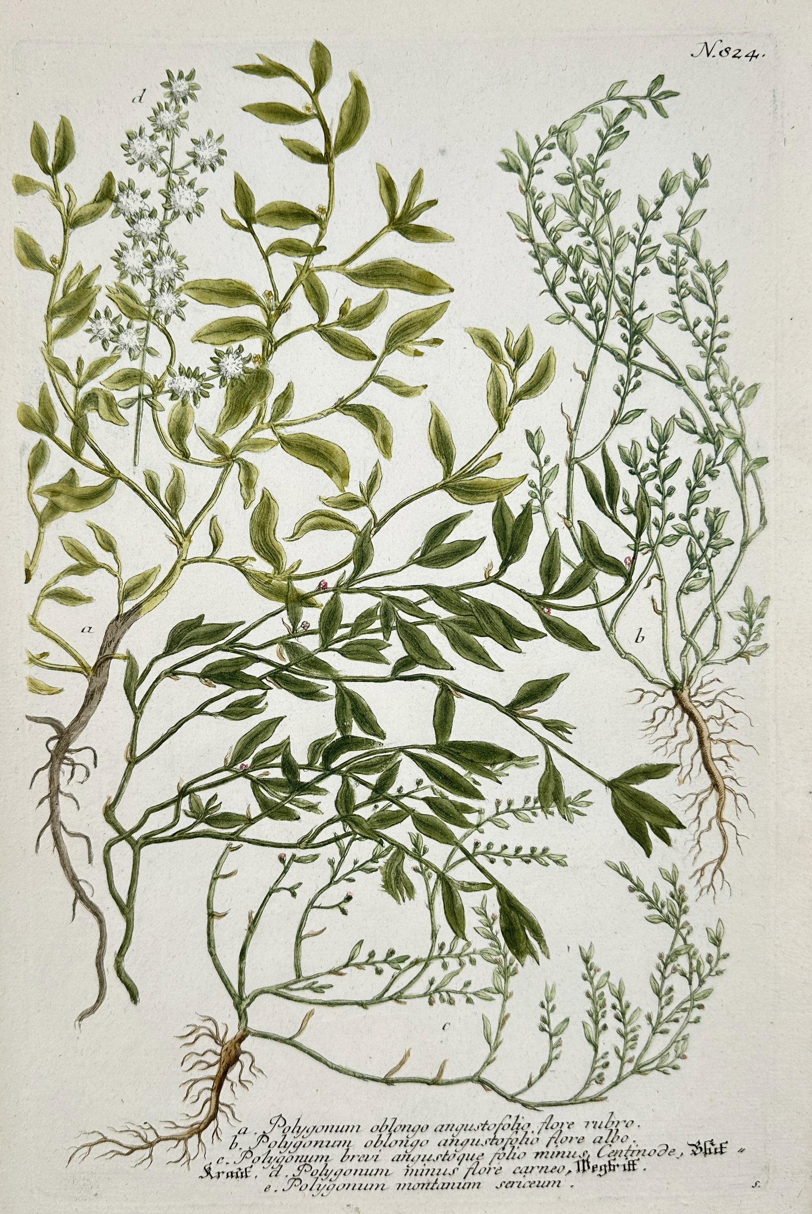 Johann Wilhelm Weinmann – Illustrations from Phytanthoza Iconographia (Polygonum Species) (1 of 2)