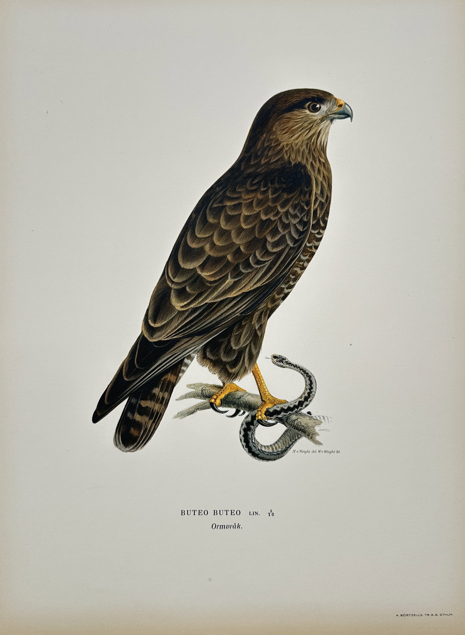 Wilhelm von Wright (1810–1887) – Common Buzzard – Color lithograph (1920s) (1 of 2)