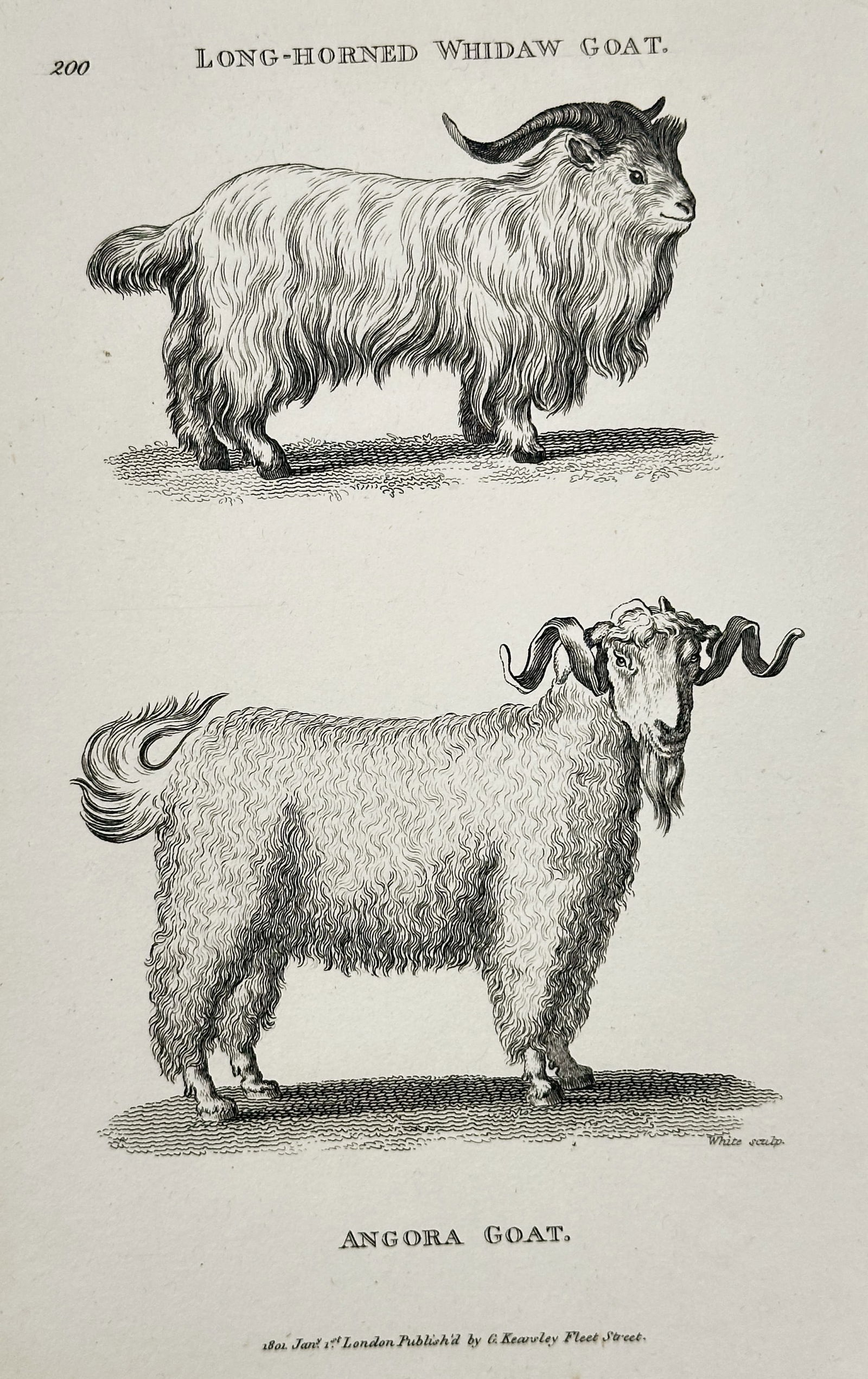George Shaw – Long-horned Whidaw Goat and Angora Goat – Engraving (19th Century): This plate illustrates two distinct breeds of goat: the Long-horned Whidaw Goat (top), characterized by its long hair and distinctively curved horns, and the Angora Goat (bottom), noted for its thick,