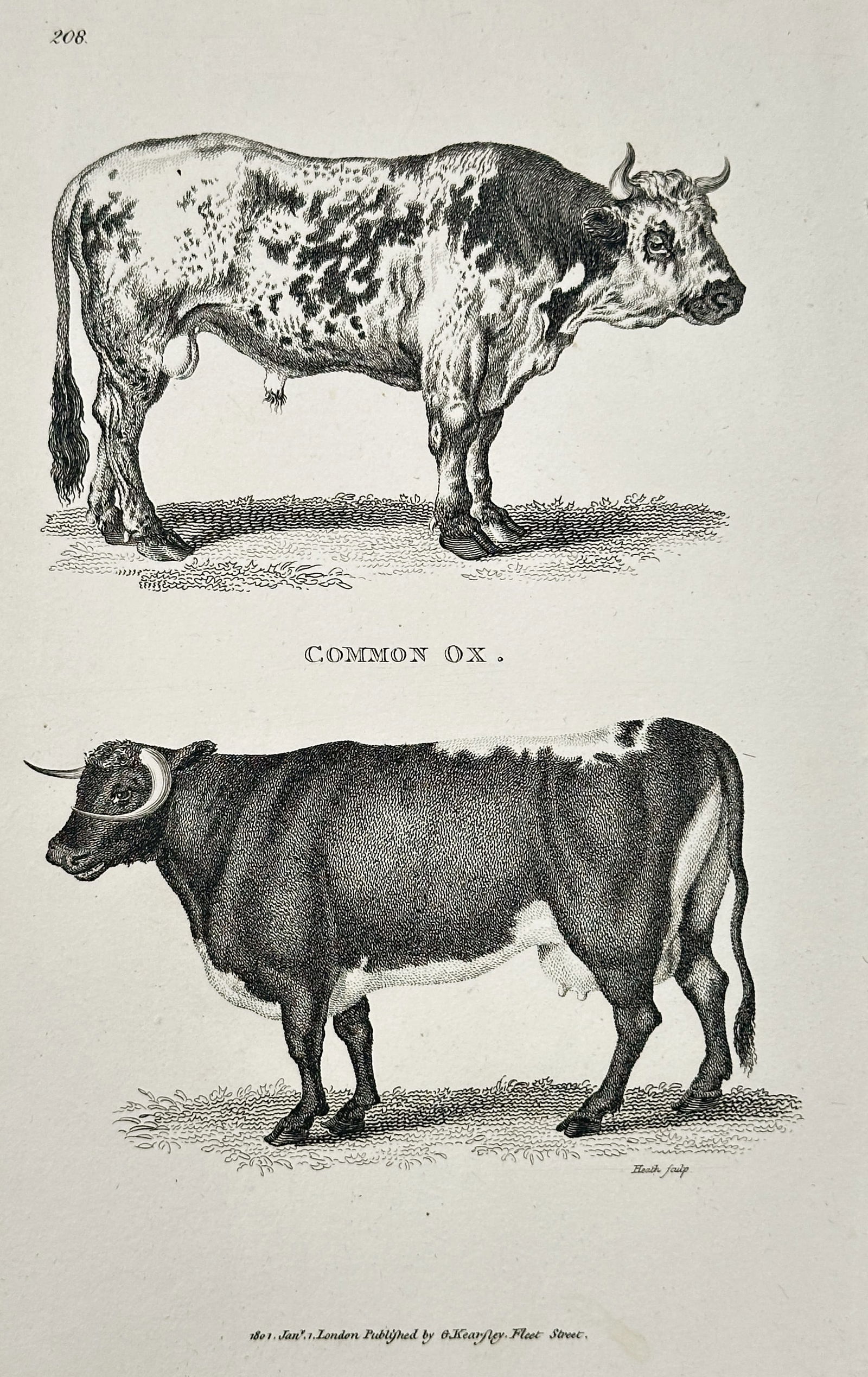 George Shaw (1751–1813) – Common Ox – Engraving (19th Century): This plate illustrates two types of domestic cattle (Bos taurus), labeled generally as the Common Ox. The upper figure shows a light-colored ox with distinct, patchy dark markings, while the lower fig