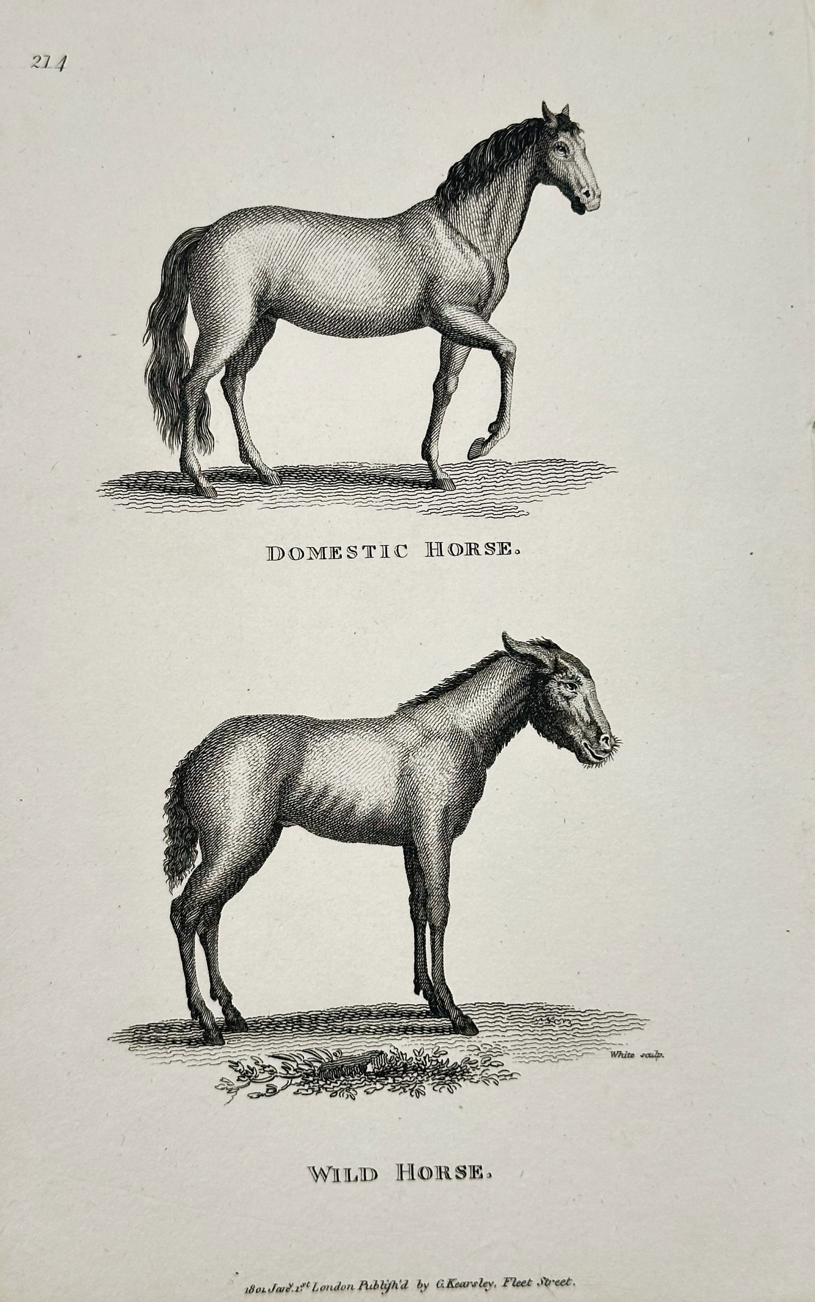 George Shaw (1751–1813) – Domestic Horse and Wild Horse – Engraving (19th Century): This plate illustrates two forms of the genus Equus: the Domestic Horse (Equus caballus) shown in the upper half with a refined posture and gait, and the Wild Horse (Equus ferus) in the lower half, de