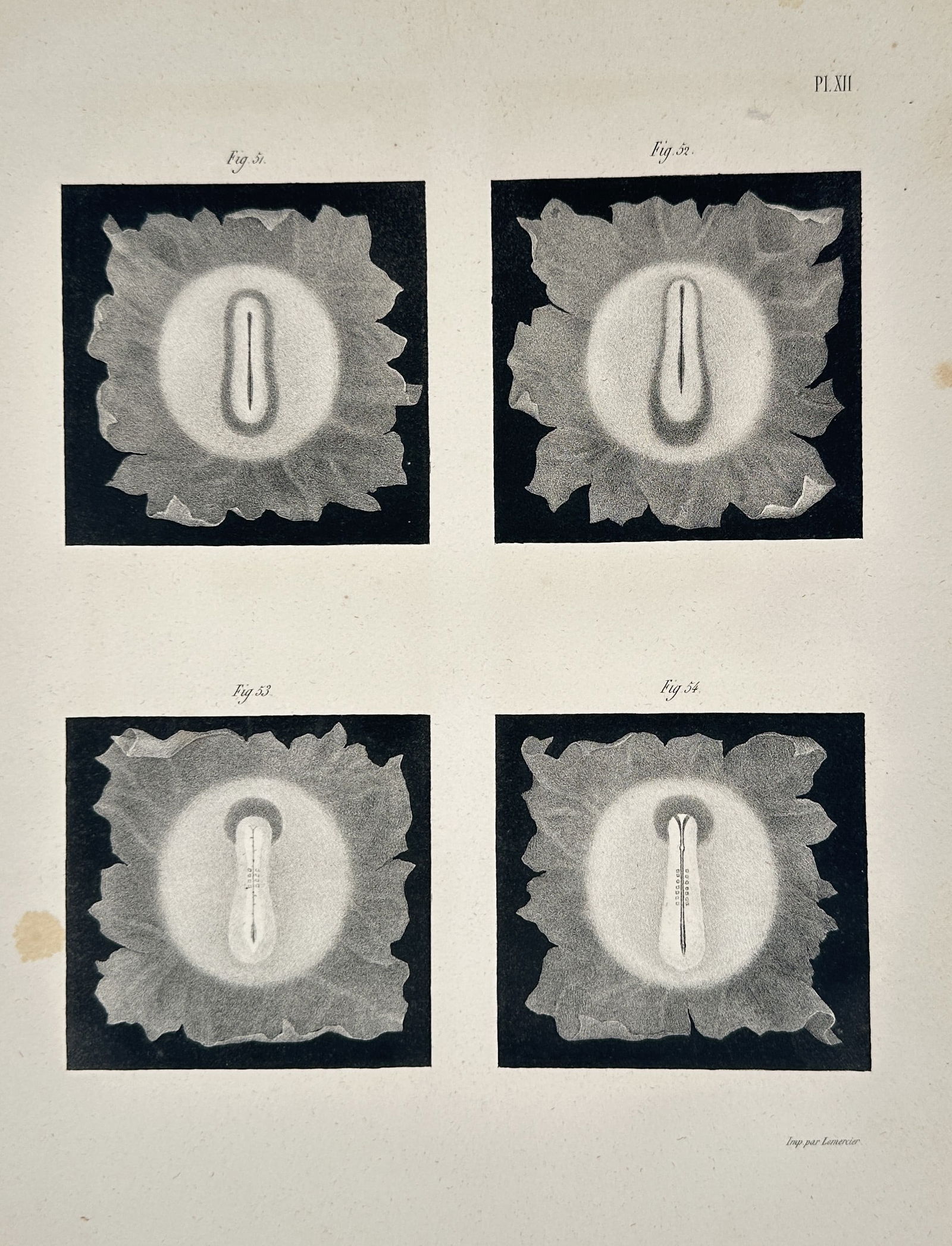 Othenio Abel – Variations in the Reproductive Structure of a Giant Flower – Engraving: This plate illustrates four detailed views of the reproductive structure (gynostegium or central column) of a large, complex flower, of the genus Rafflesia or a similar species. Each figure shows a sl