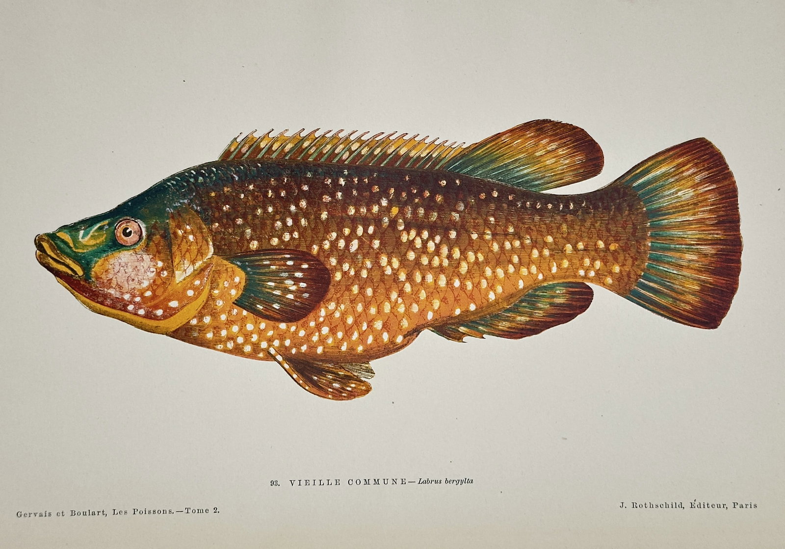 Jules Rothschild (1838–1904) – Common Wrasse – Chromolithograph (19th Century): This illustration depicts a brightly colored fish, the Common Wrasse (Labrus bergylta is the genus/species listed on the plate), characterized by its thick body, large scales, and vibrant orange-brown