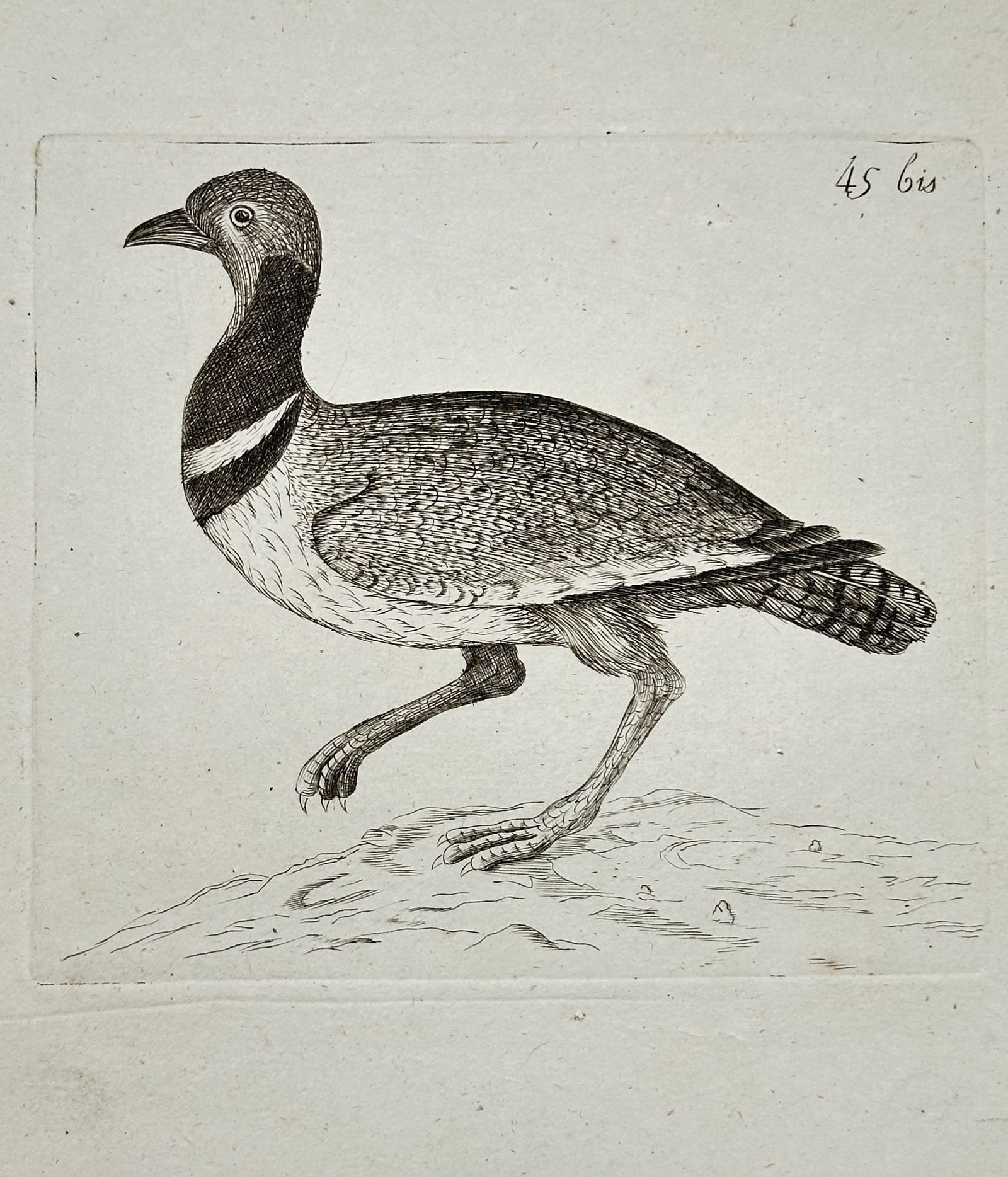 Unknown Artist – Ground Bird with Neck Collar – Engraving (18th Century): This illustration portrays a ground-dwelling bird, possibly a species of sandgrouse or similar game bird, distinguished by its long legs and a distinctive dark collar or band across its neck. The bird