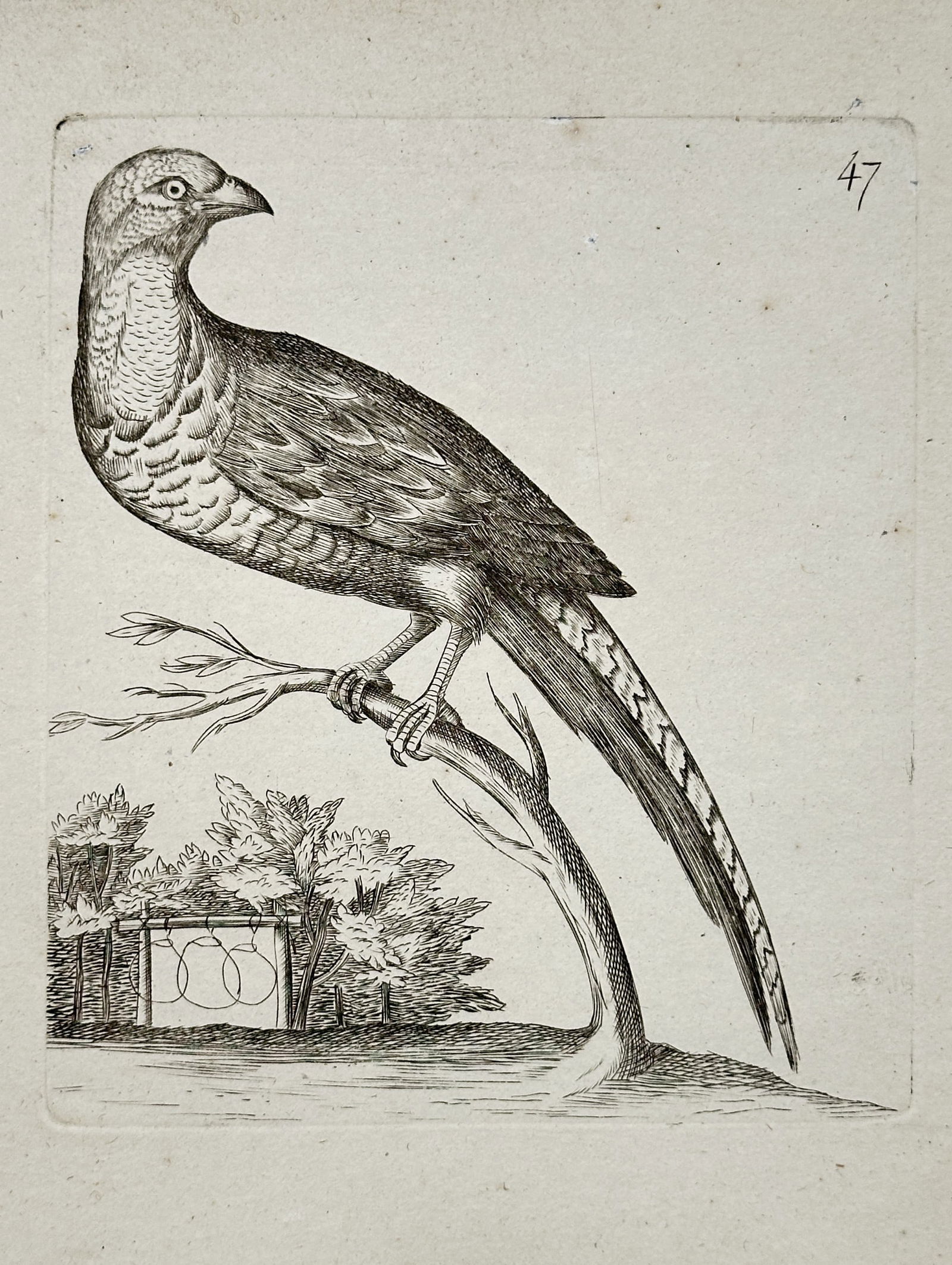 Unknown Artist – Pheasant-like Bird on a Branch – Engraving (18th Century) (1 of 2)