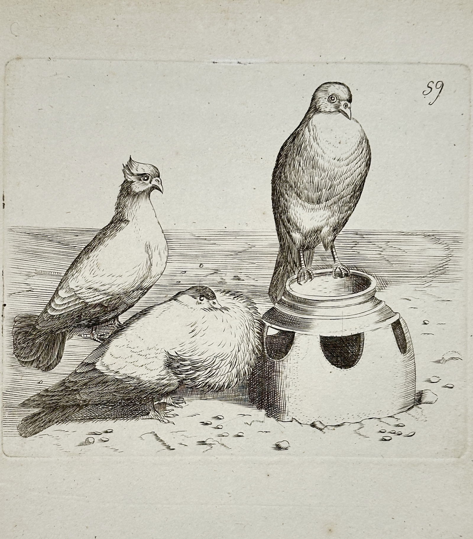 Unknown Artist – Pigeons or Doves – Engraving (18th Century) (1 of 2)