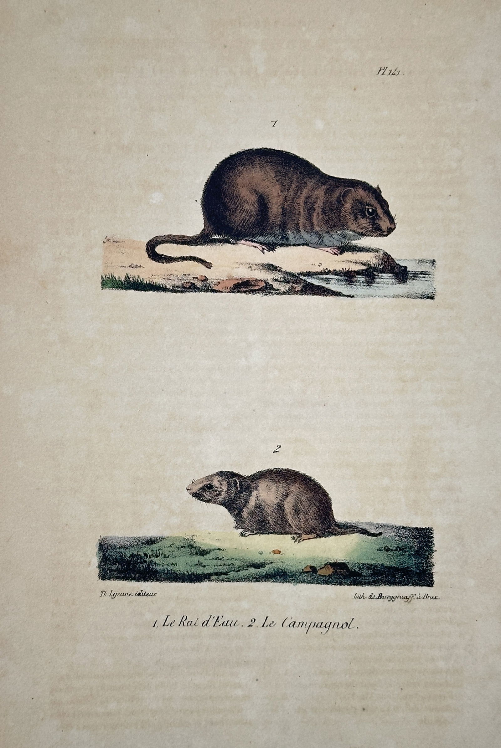 Georges-Louis Leclerc, Comte de Buffon – The Water Rat (European Water Vole) and the Field Vole (1 of 2)