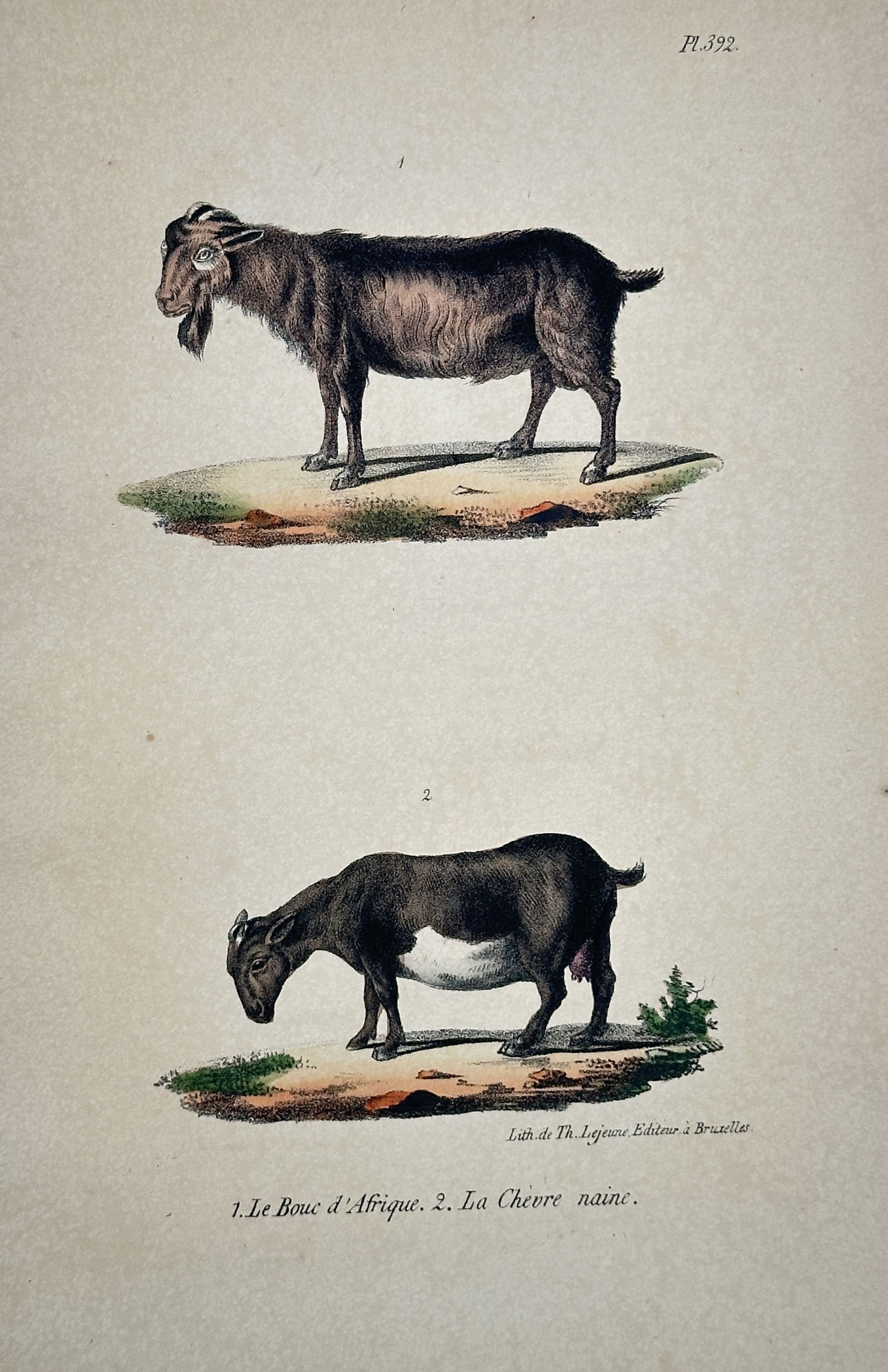 Georges-Louis Leclerc, Comte de Buffon – The African Goat and the Dwarf Goat – Hand-colored (1 of 2)