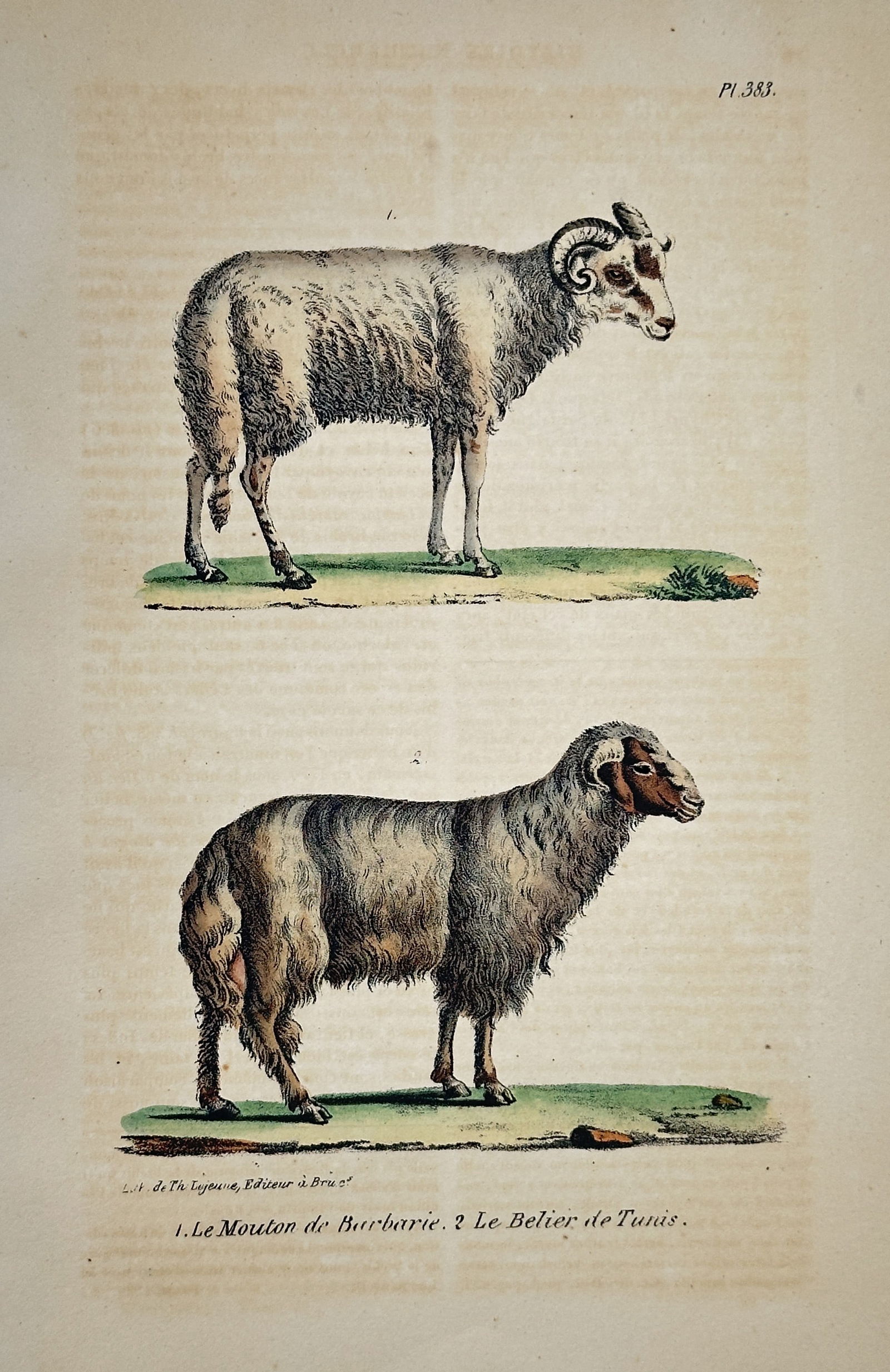 Georges-Louis Leclerc, Comte de Buffon – The Barbary Sheep and the Ram of Tunis (1 of 2)