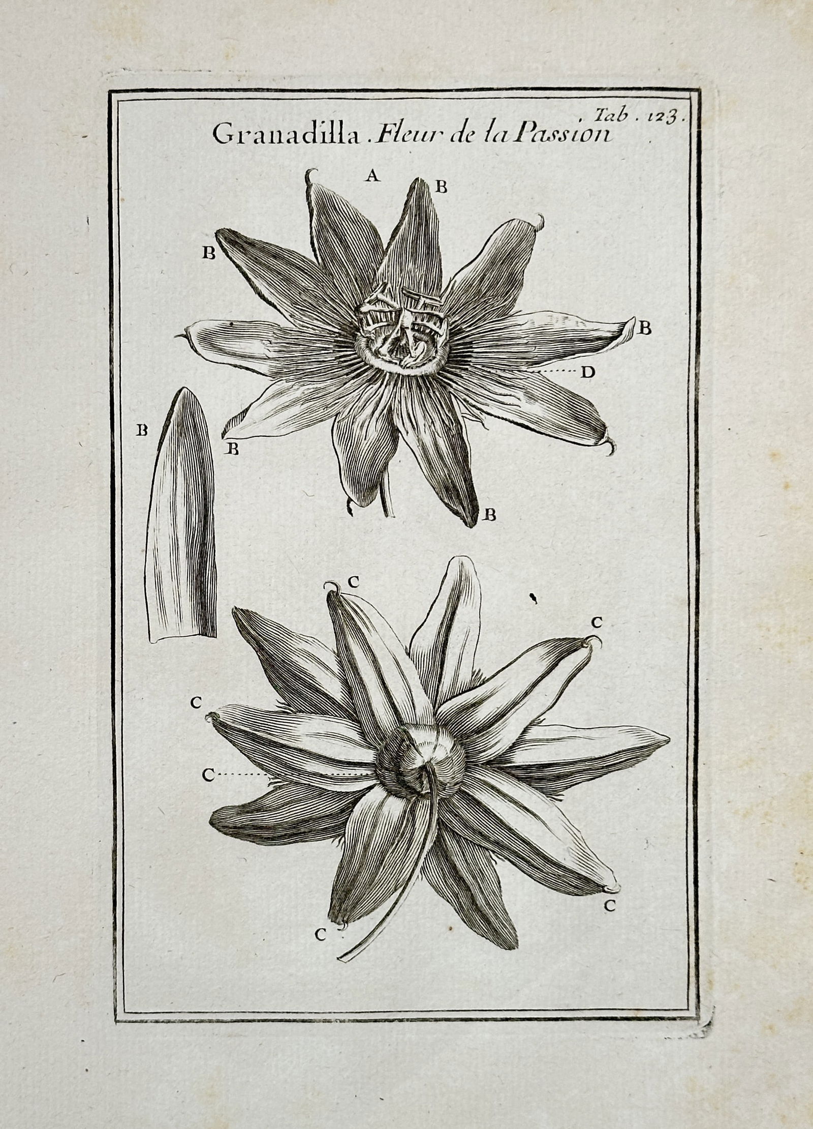 Joseph Pitton de Tournefort (1656–1708) – Granadilla (Passion Flower) – Engraving (1 of 2)