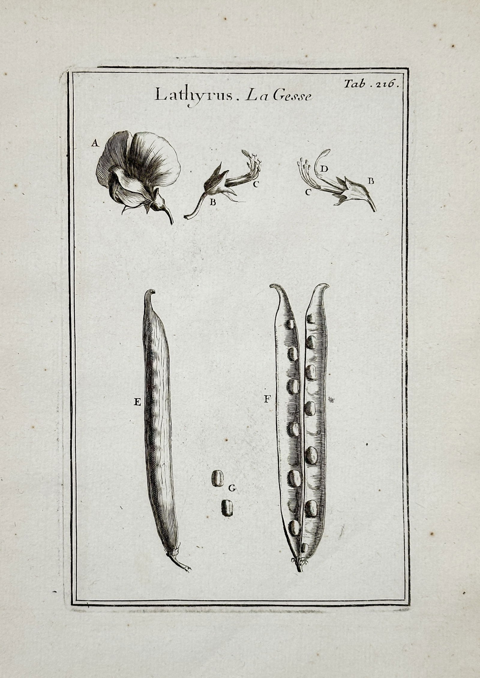 Joseph Pitton de Tournefort (1656–1708) – Lathyrus (Vetchling/Pea) Botanical Study – Engraving (1 of 2)