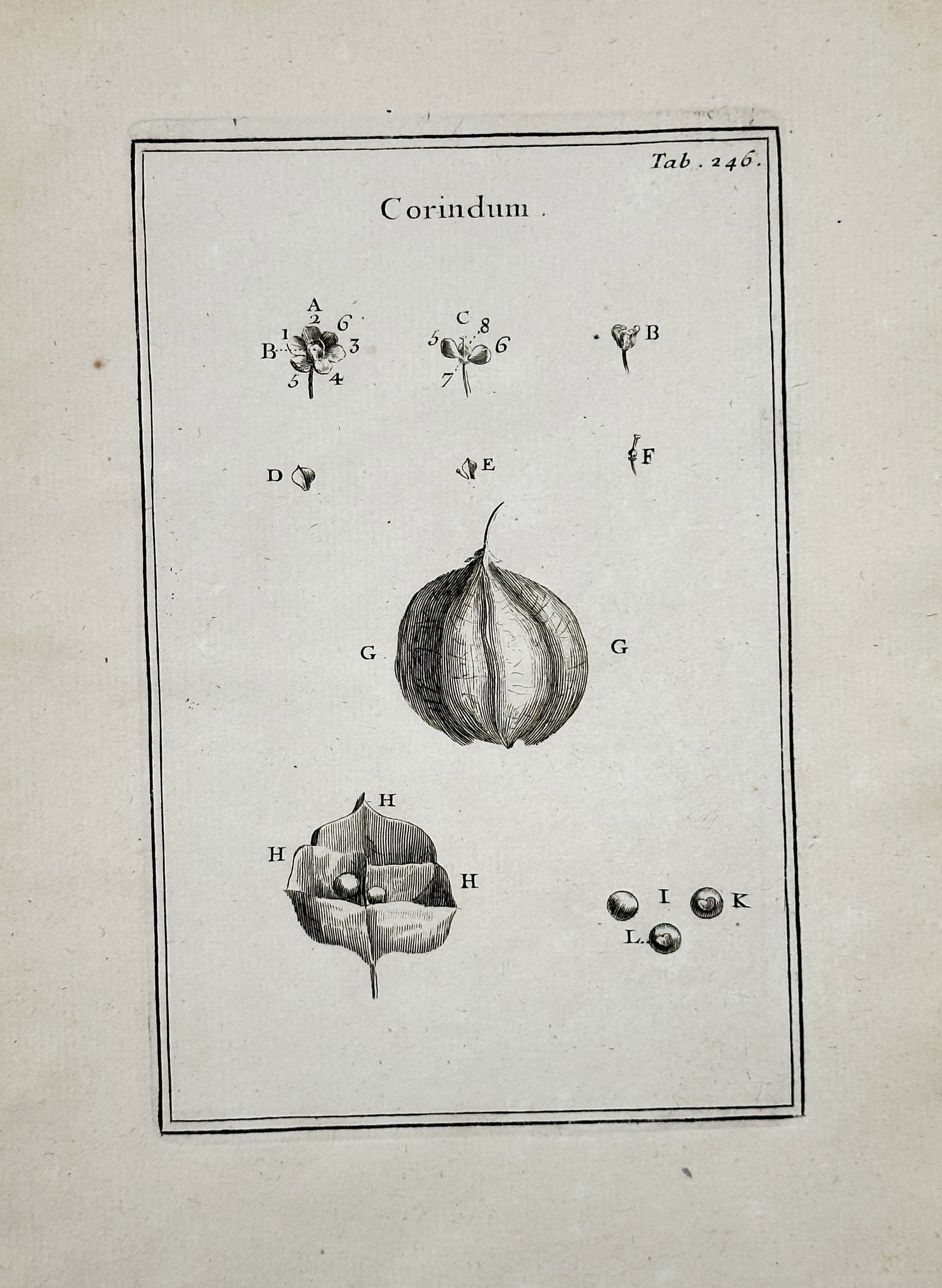 Joseph Pitton de Tournefort (1656–1708) – Corindum (Botanical Study of Fruit Capsule): This detailed botanical engraving illustrates the plant genus Corindum, focusing on the structures of the large, inflated, ribbed fruit capsule and seeds, along with magnified details of the tiny flor