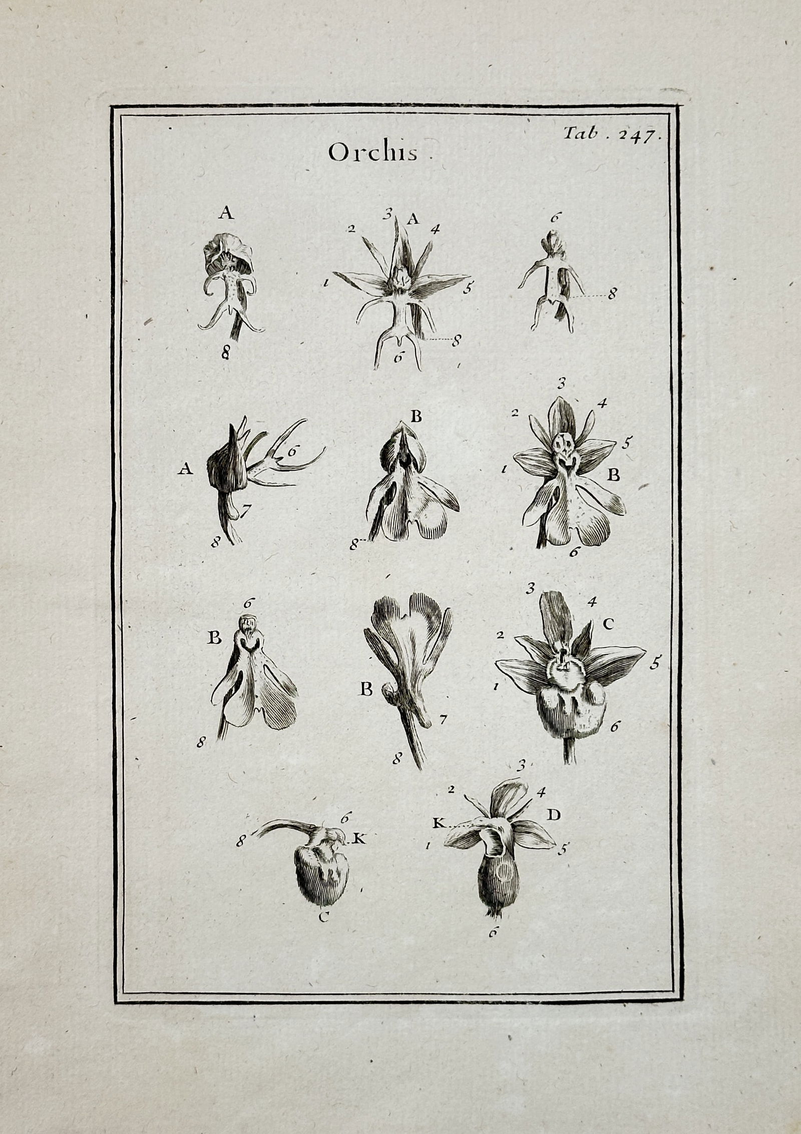 Joseph Pitton de Tournefort (1656–1708) – Orchis (Detailed Floral Study) – Engraving (1 of 2)