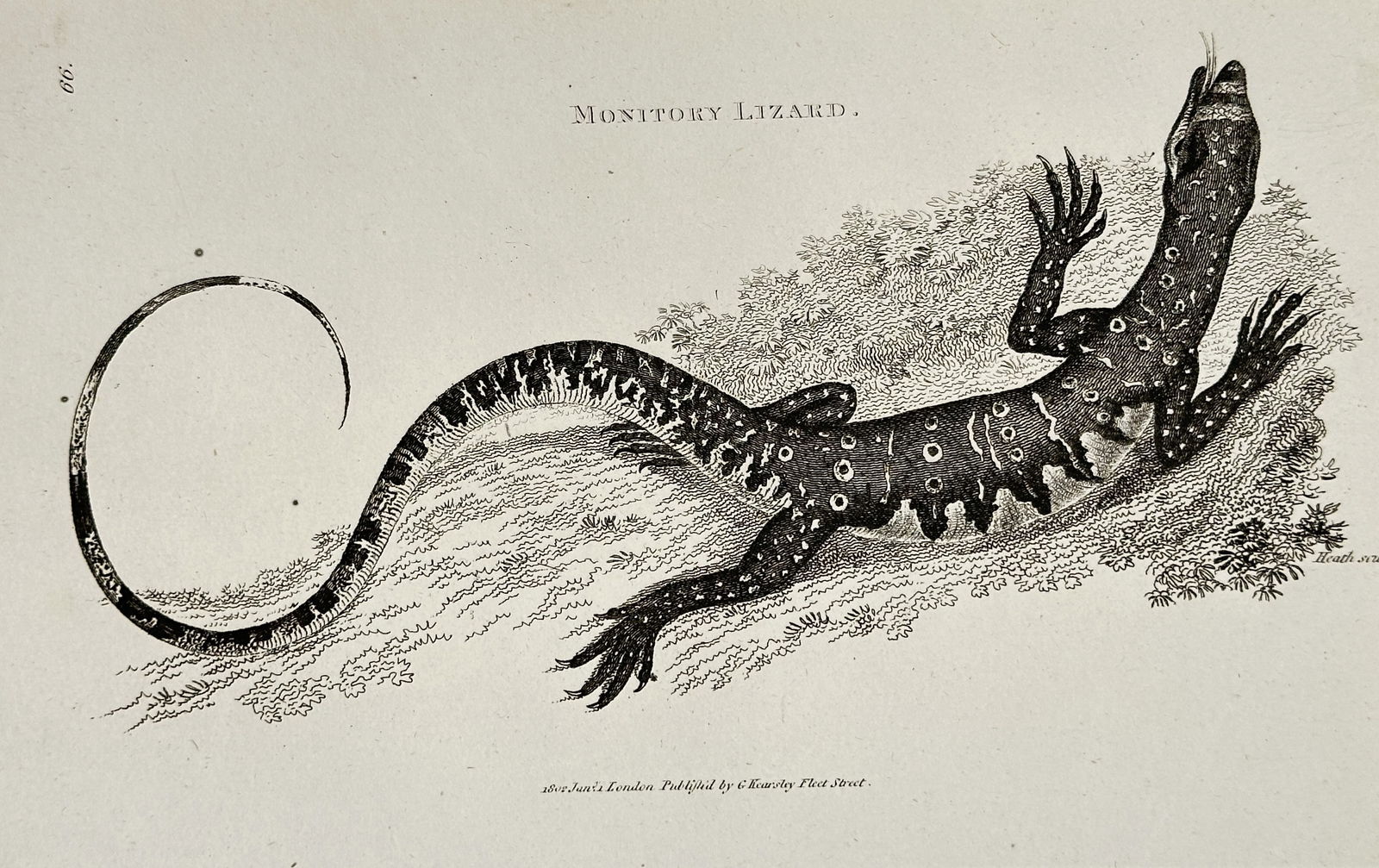 George Shaw (1751–1813) – Monitory Lizard (Monitor Lizard) – Engraving (c. 1800–1810) (1 of 2)