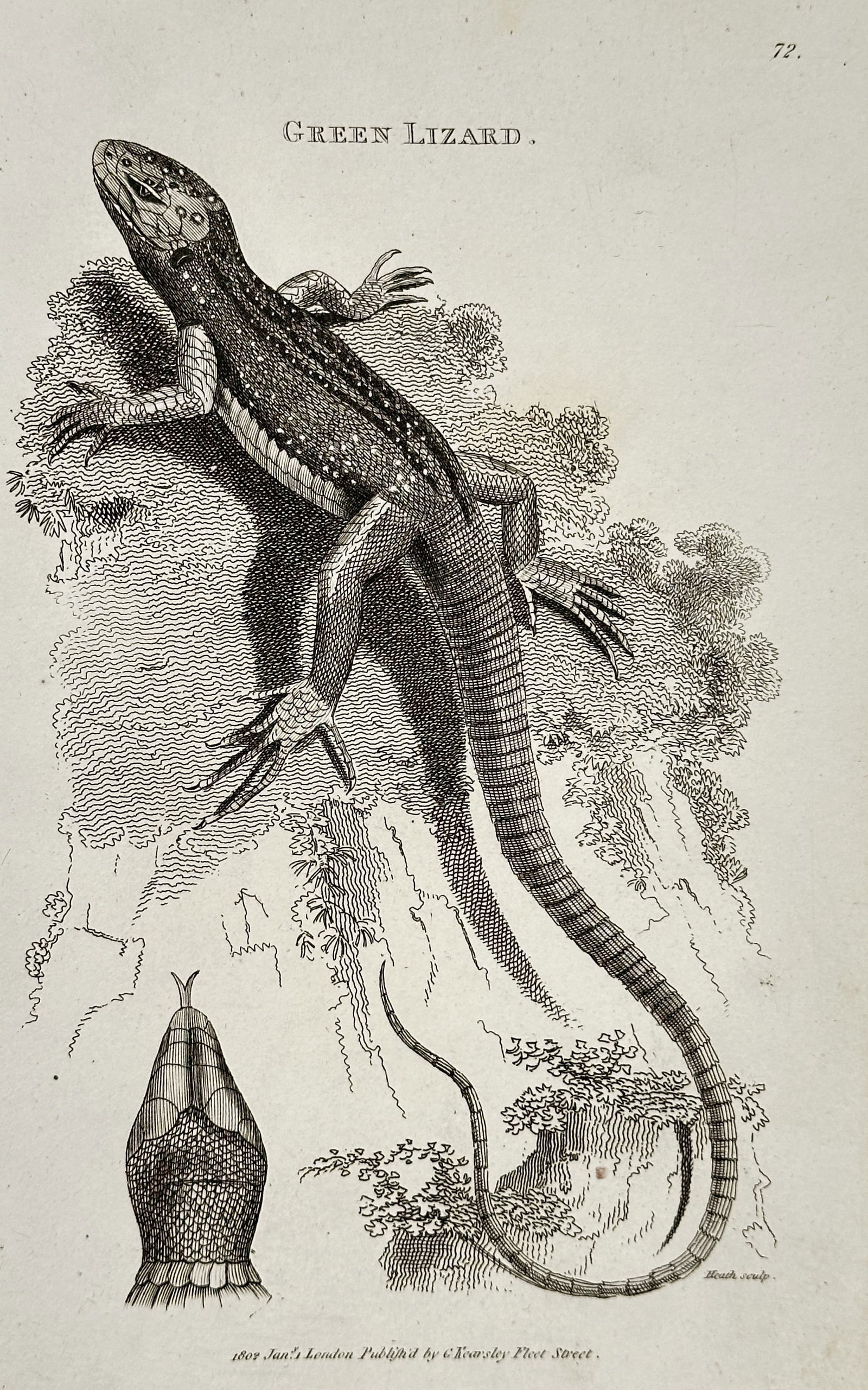George Shaw (1751–1813) – Green Lizard, with Head Detail – Engraving (c. 1800–1810): This engraving, created by Heath, illustrates the Green Lizard, depicted in a raised position on a rocky mound, alongside a magnified detail of its throat and snout structure. The print forms part of