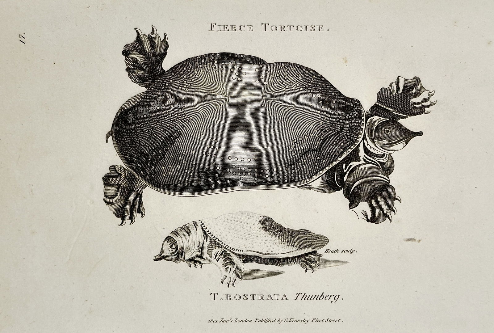 George Shaw (1751–1813) – Fierce Tortoise (T. Rostrata Thunberg) – Engraving (c. 1800–1810): This engraving, created by Heath, illustrates the Fierce Tortoise (T. Rostrata Thunberg), shown in a large dorsal view highlighting its smooth shell and prominent snouted head, along with a smaller pr
