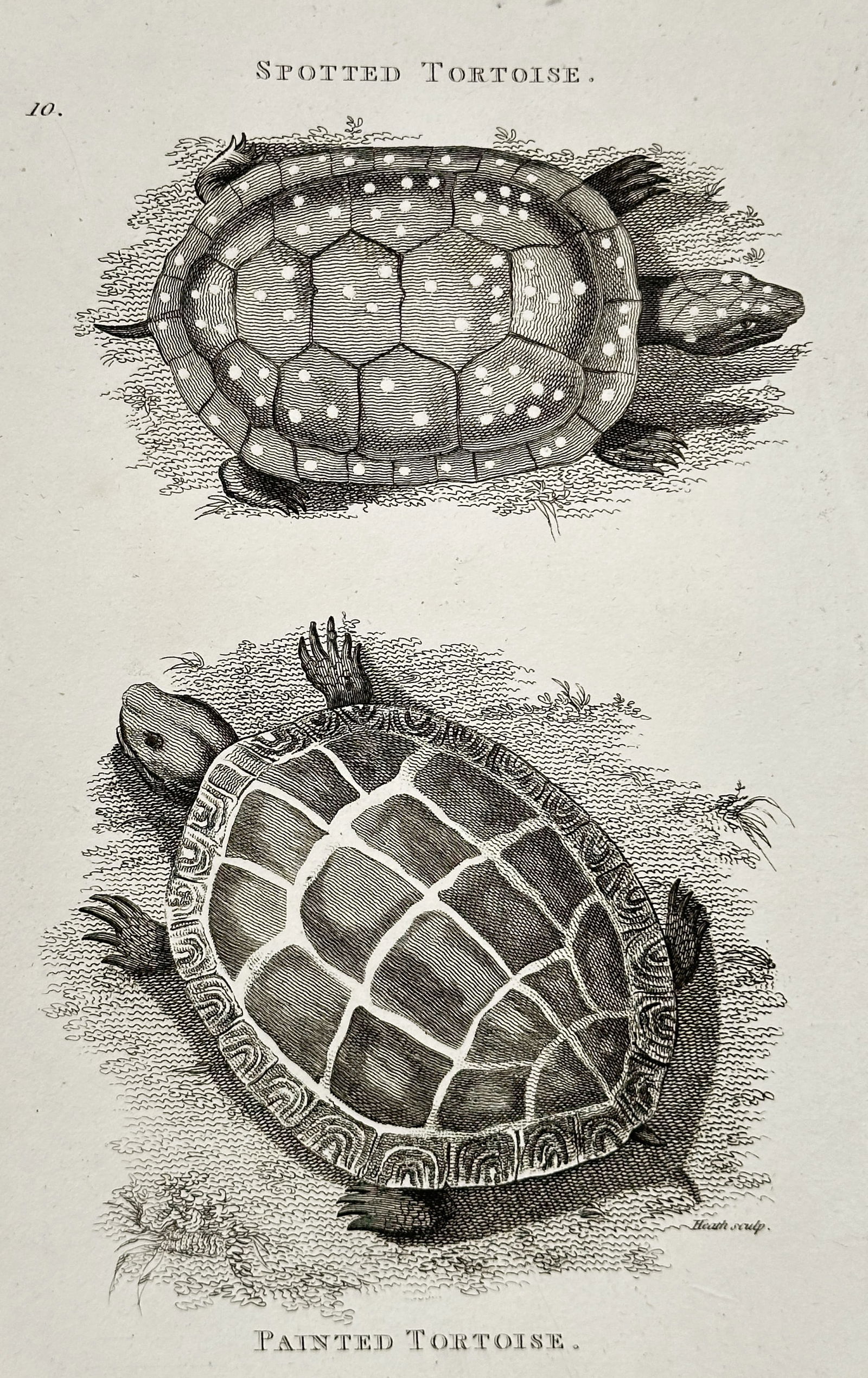 George Shaw (1751–1813) – Spotted Tortoise and Painted Tortoise – Engraving (c. 1800–1810) (1 of 2)