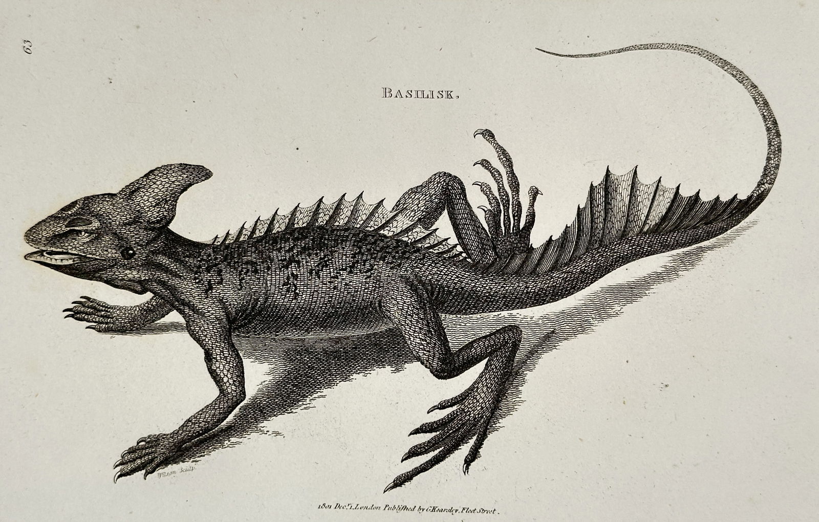 George Shaw (1751–1813) – Basilisk Lizard – Engraving (c. 1800–1810): This engraving, created by Hill, illustrates the Basilisk Lizard, emphasized by its prominent cranial crest and sail-like dorsal and tail crests. The lizard is depicted on low ground cover. The print