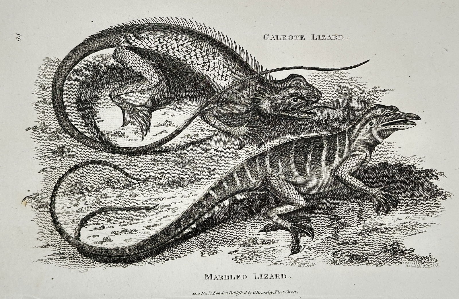 George Shaw (1751–1813) – Calotes Lizard and Marbled Lizard – Engraving (c. 1800–1810): This engraving, created by Hill, illustrates two lizard species: the Calotes Lizard, characterized by its crested back and dewlap, and the Marbled Lizard, featuring a distinctive striped pattern. The