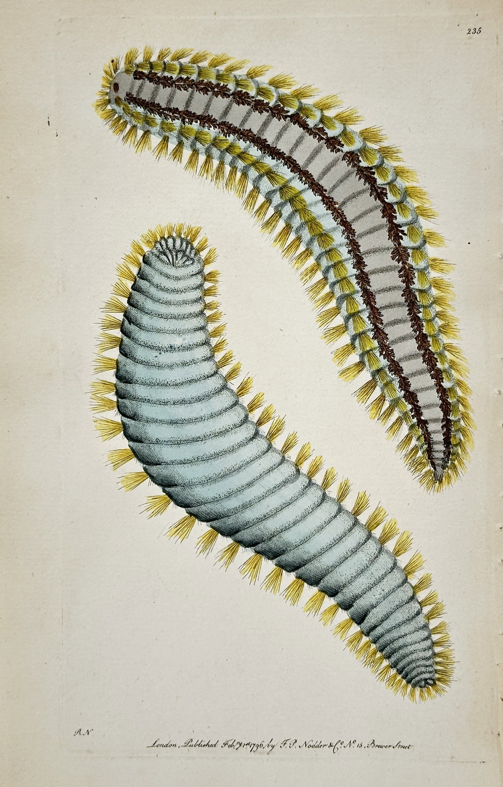 Frederick Polydore Nodder – Illustrations of Polychaete Marine Worms – Hand-colored engraving: This hand-colored engraving illustrates two different polychaete marine worms, depicted with prominent segmented bodies and numerous long, hair-like setae along their sides. The illustration originate