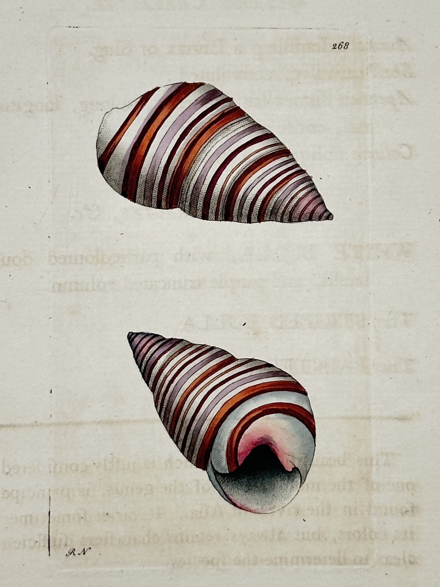 Frederick Polydore Nodder – Banded Conical Shell – Hand-colored engraving (c. 1800) (1 of 2)