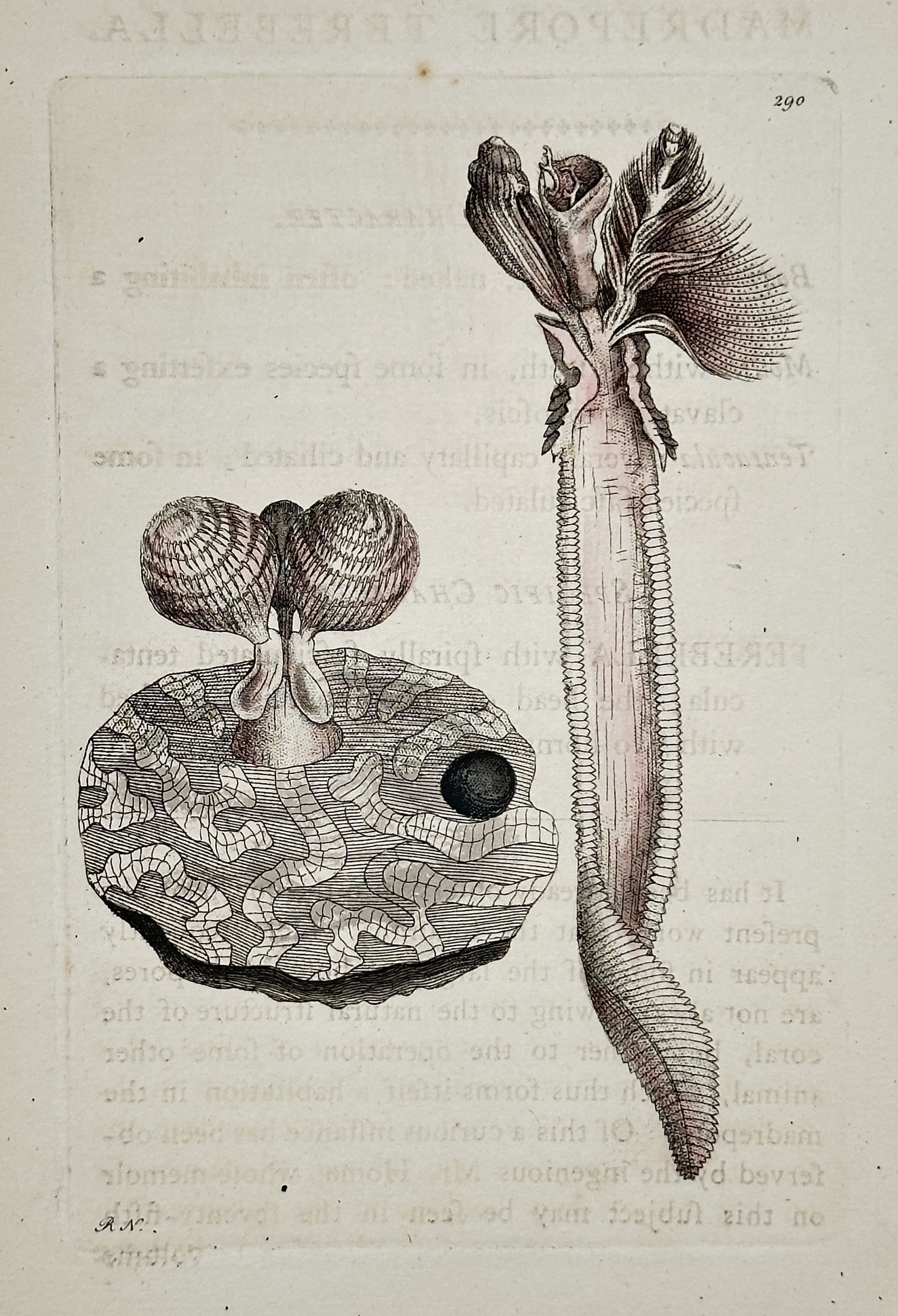 Frederick Polydore Nodder – Illustrations of Marine Invertebrates – Hand-colored engraving (1 of 2)