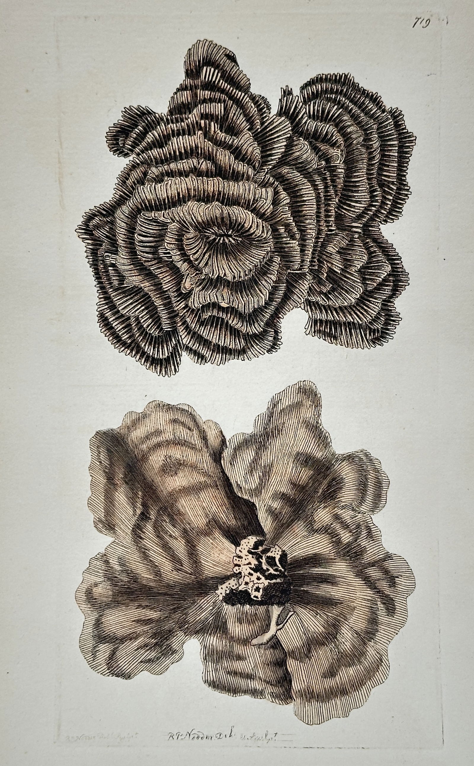 Frederick Polydore Nodder – Illustrations of Brain Coral – Hand-colored engraving (c. 1790): This hand-colored engraving illustrates two figures of a brain coral, likely Madrepora meandrites, showcasing the convoluted and grooved structure typical of this genus. The illustration originated fr
