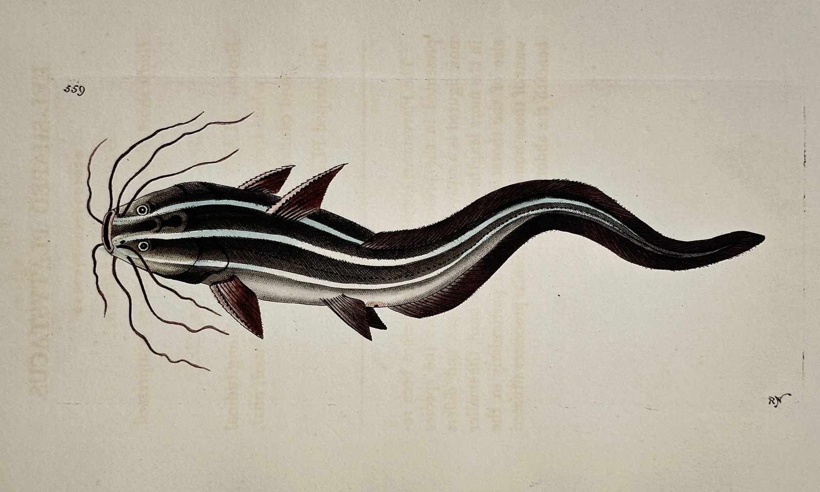 Richard Polydore Nodder (fl. 1790–1820) – Striped Eel Catfish – Hand-colored engraving: This hand-colored engraving depicts the Striped Eel Catfish, a marine fish distinguished by its elongated body, numerous barbels, and prominent horizontal white stripes against a dark background. The 