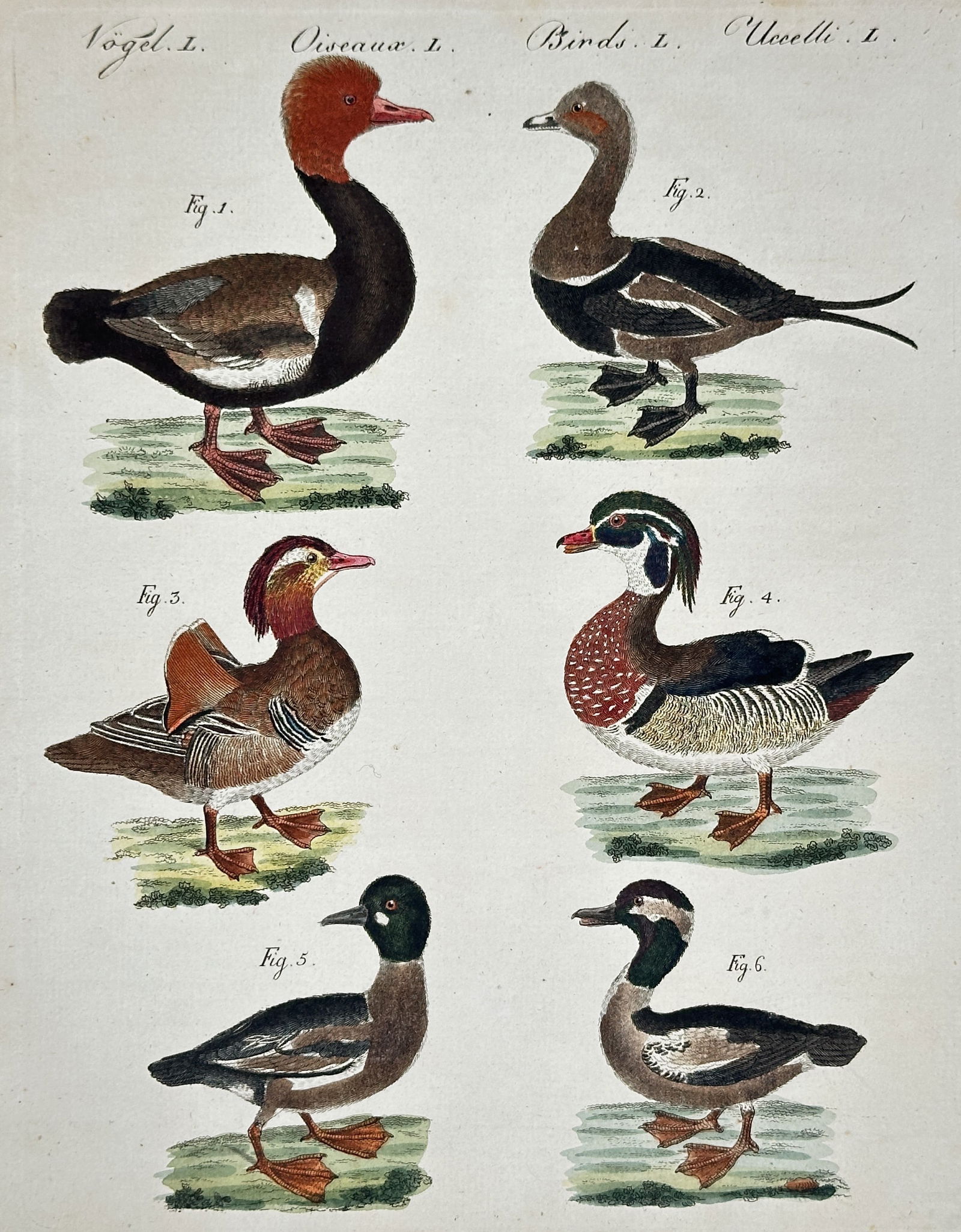 Friedrich Johann Justin Bertuch – Various Duck Species and Waterfowl – Hand-colored engraving (1 of 2)